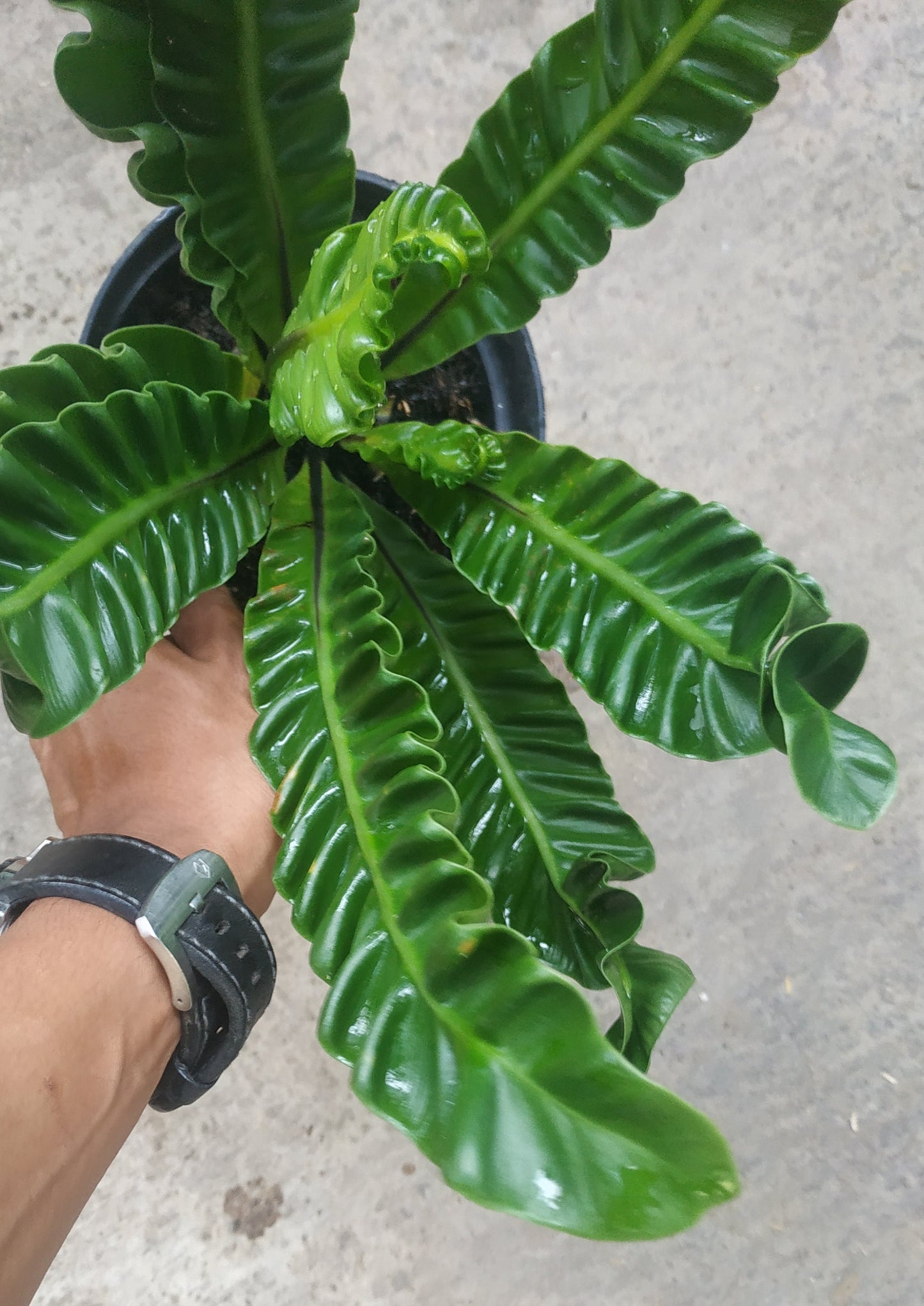 asplenium, asplenium lasagna, live asplenium lasagna, live asplenium lasagna plants, rare asplenium lasagna, rare asplenium lasagna plants, tropical asplenium lasagna live plants, wholesale asplenium lasagna, outdoor plant, indoor plants, winter plants, summer plants, spring plants, houseplants, rare asplenium lasagna plants, live asplenium lasagna rare plants