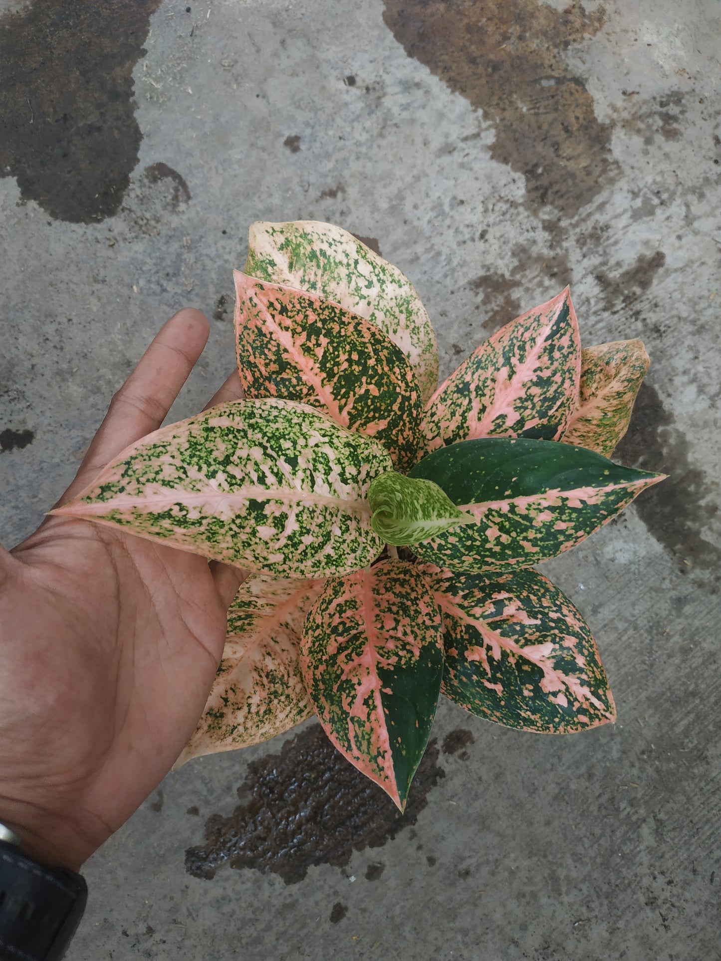 Aglaonema stardust orange, live aglaonema stardust orange, live aglaonema stardust orange plants, rare aglaonema stardust orange, rare aglaonema stardust orange live plants, tropical aglaonema stardust orange live plants, wholesale aglaonema stardust orange, outdoor plant, indoor plants, winter plants, summer plants, spring plants, houseplants, rare aglaonema stardust orange live plants, live aglaonema stardust orange rare plants