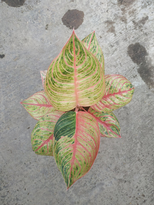 Aglaonema hughes, live aglaonema hughes, live aglaonema hughes plants, rare aglaonema hughes, rare aglaonema hughes live plants, tropical aglaonema hughes live plants, wholesale aglaonema hughes, outdoor plant, indoor plants, winter plants, summer plants, spring plants, houseplants, rare aglaonema hughes live plants, live aglaonema hughes rare plants