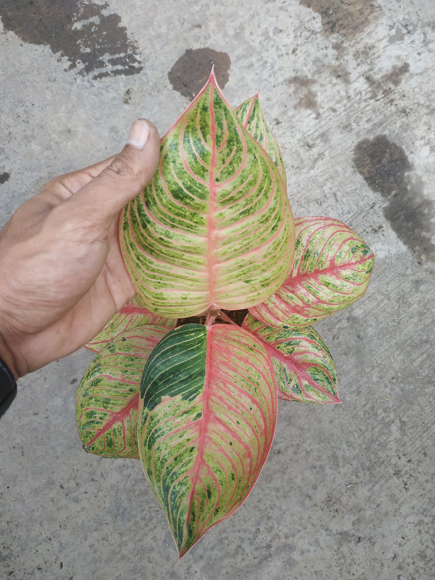 Aglaonema hughes, live aglaonema hughes, live aglaonema hughes plants, rare aglaonema hughes, rare aglaonema hughes live plants, tropical aglaonema hughes live plants, wholesale aglaonema hughes, outdoor plant, indoor plants, winter plants, summer plants, spring plants, houseplants, rare aglaonema hughes live plants, live aglaonema hughes rare plants