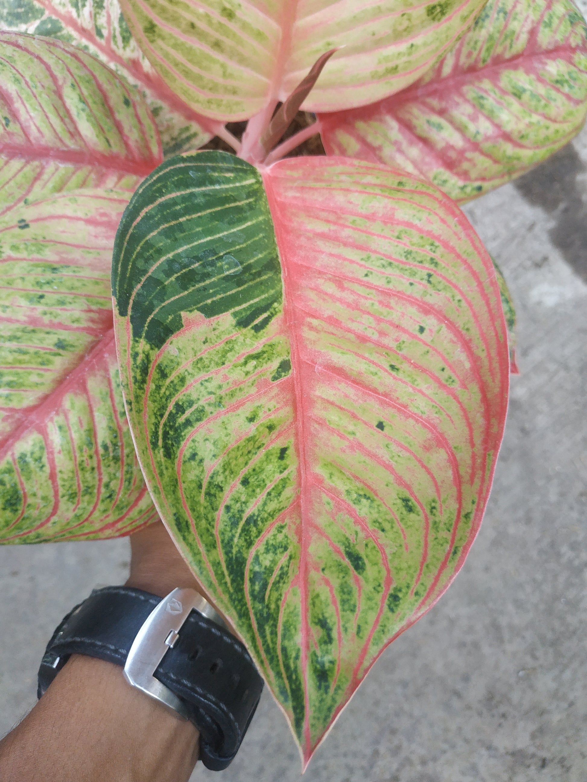 Aglaonema hughes, live aglaonema hughes, live aglaonema hughes plants, rare aglaonema hughes, rare aglaonema hughes live plants, tropical aglaonema hughes live plants, wholesale aglaonema hughes, outdoor plant, indoor plants, winter plants, summer plants, spring plants, houseplants, rare aglaonema hughes live plants, live aglaonema hughes rare plants