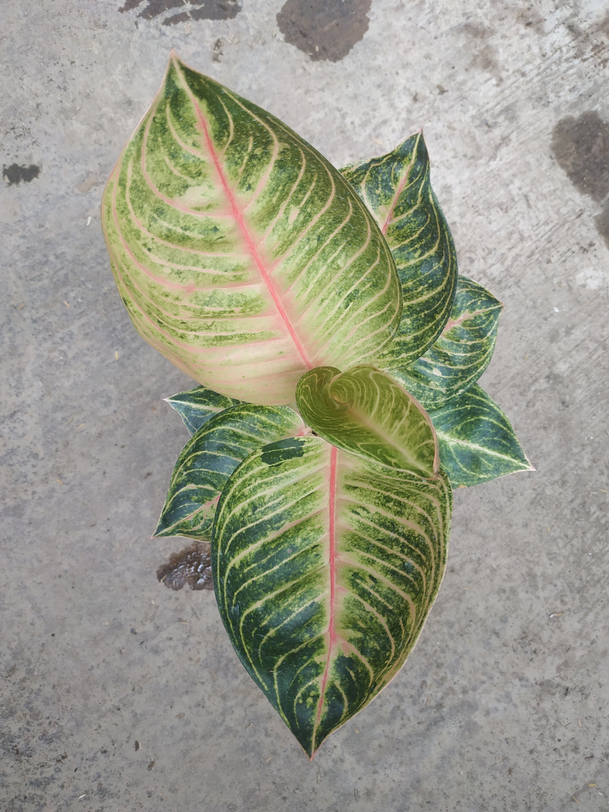 Aglaonema moonlight, live aglaonema moonlight, live aglaonema moonlight plants, rare aglaonema moonlight, rare aglaonema moonlight live plants, tropical aglaonema moonlight live plants, wholesale aglaonema moonlight, outdoor plant, indoor plants, winter plants, summer plants, spring plants, houseplants, rare aglaonema moonlight live plants, live aglaonema moonlight rare plants
