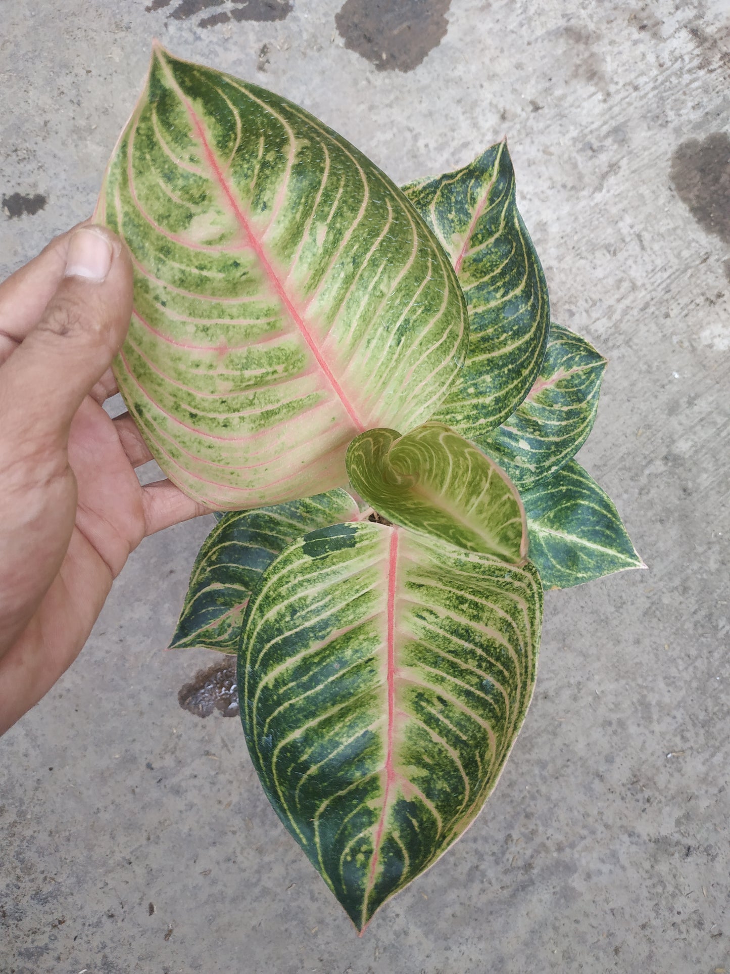 Aglaonema moonlight, live aglaonema moonlight, live aglaonema moonlight plants, rare aglaonema moonlight, rare aglaonema moonlight live plants, tropical aglaonema moonlight live plants, wholesale aglaonema moonlight, outdoor plant, indoor plants, winter plants, summer plants, spring plants, houseplants, rare aglaonema moonlight live plants, live aglaonema moonlight rare plants