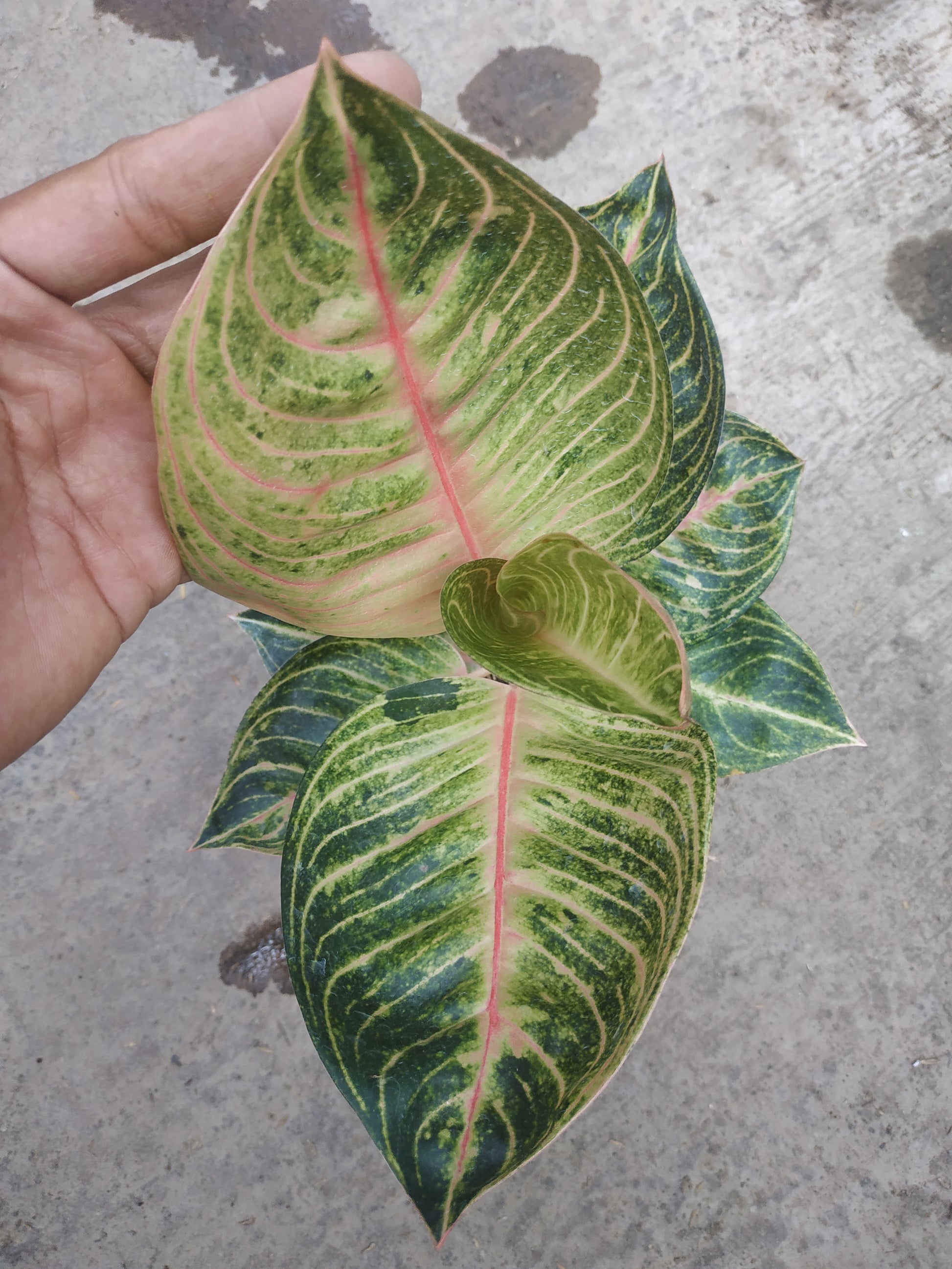 Aglaonema moonlight, live aglaonema moonlight, live aglaonema moonlight plants, rare aglaonema moonlight, rare aglaonema moonlight live plants, tropical aglaonema moonlight live plants, wholesale aglaonema moonlight, outdoor plant, indoor plants, winter plants, summer plants, spring plants, houseplants, rare aglaonema moonlight live plants, live aglaonema moonlight rare plants