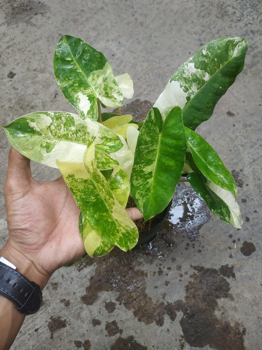 Wholesale 6x Philodendron Burle Marx Variegated
