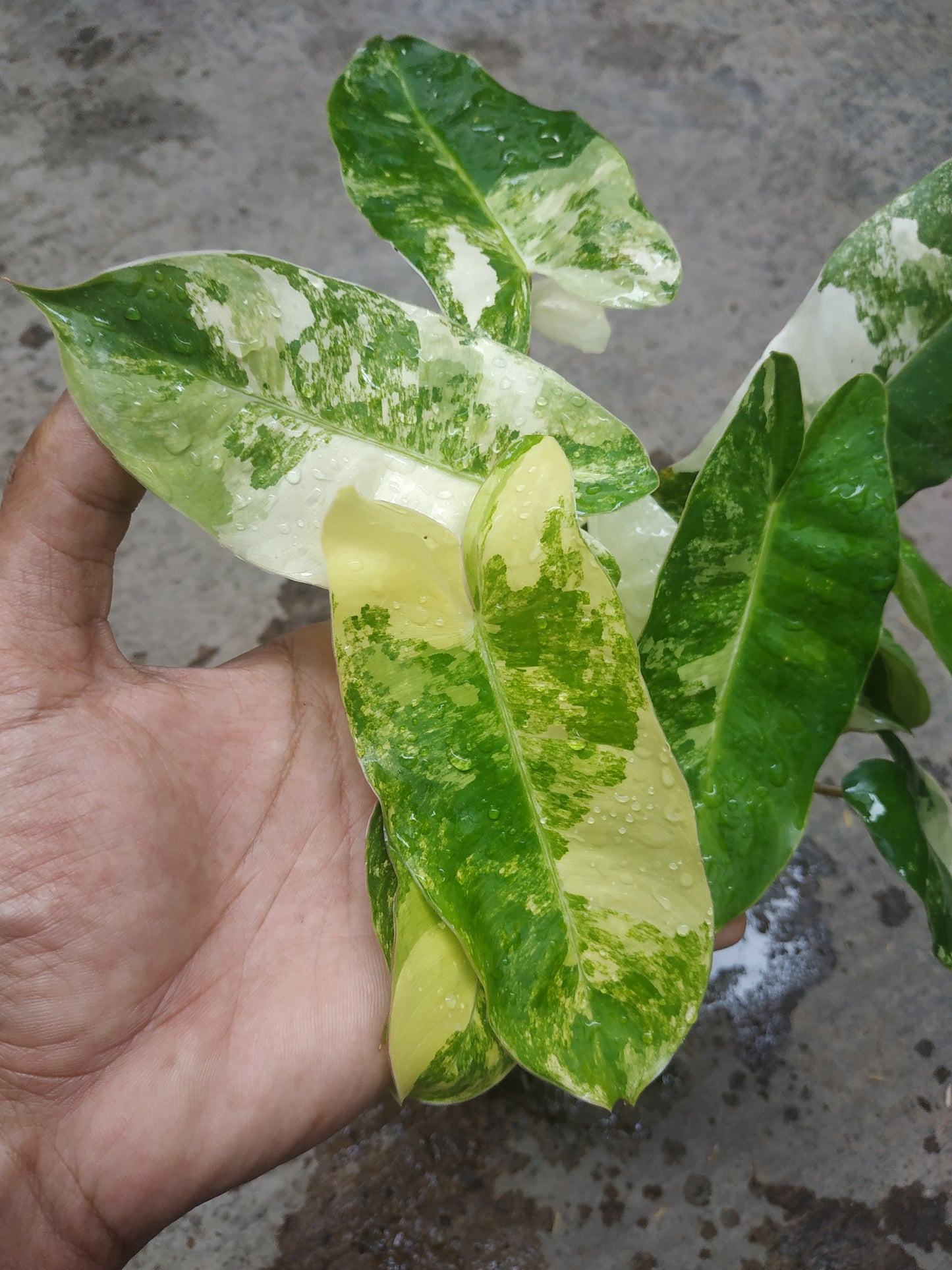 Wholesale 6x Philodendron Burle Marx Variegated
