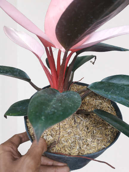 Philodendron Pink Congo