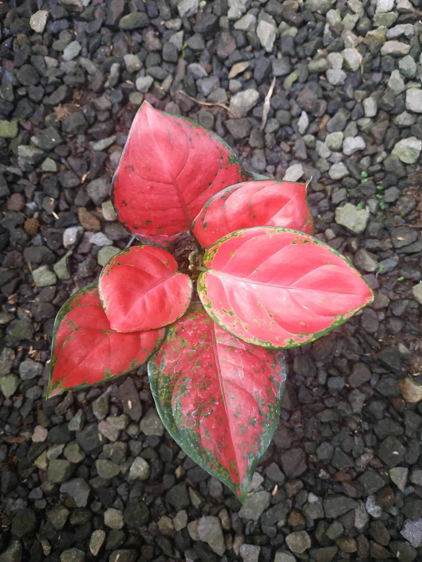 Aglaonema dud anyamnee, live aglaonema dud anyamanee, live aglaonema dud anyamanee plants, rare aglaonema dud anyamanee, rare aglaonema dud anyamanee live plants, tropical aglaonema dud anyamanee live plants, wholesale aglaonema dud anyamanee, outdoor plant, indoor plants, winter plants, summer plants, spring plants, houseplants, rare aglaonema dud anyamanee live plants, live aglaonema dud anyamanee rare plants