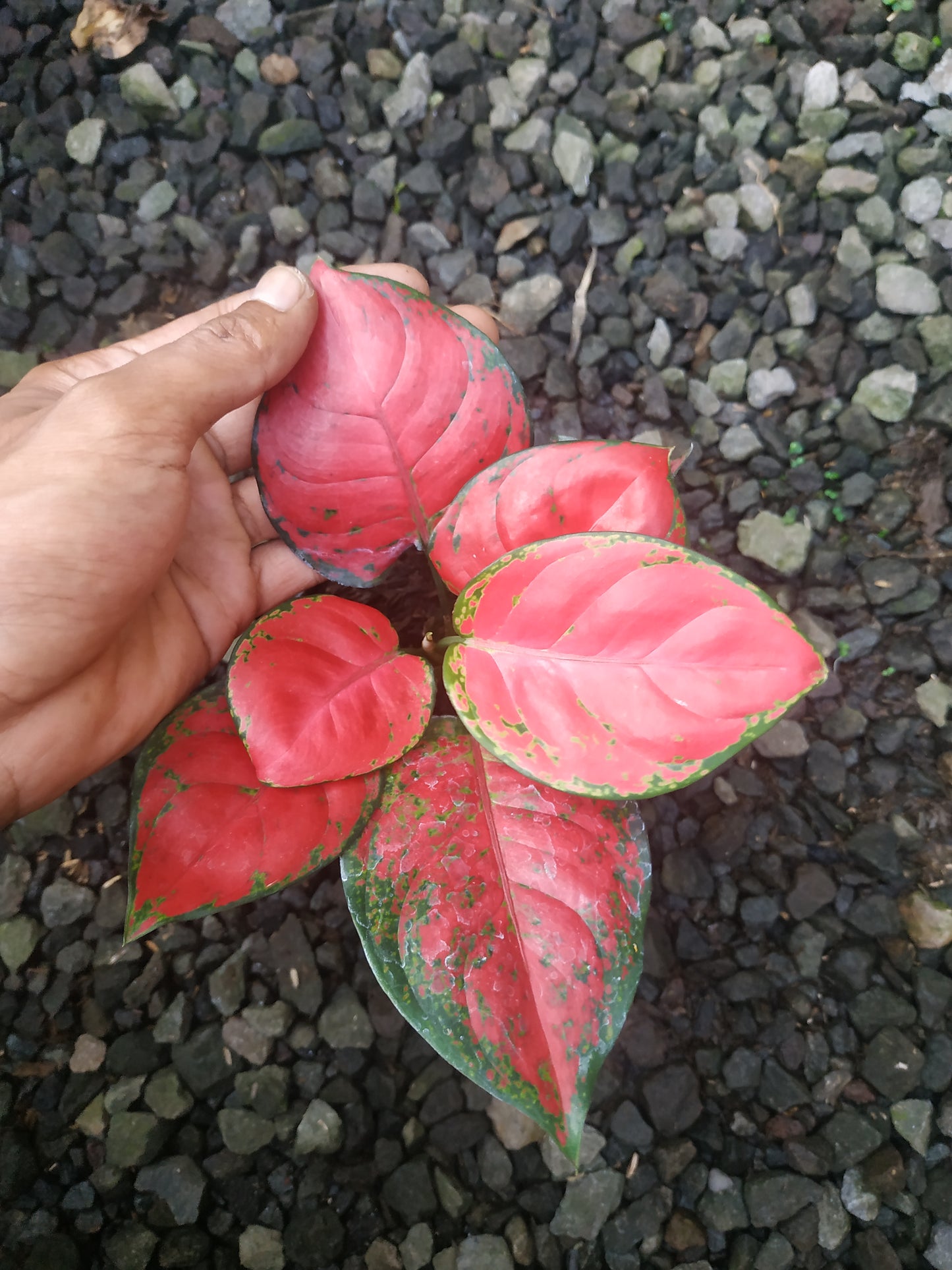 Aglaonema dud anyamnee, live aglaonema dud anyamanee, live aglaonema dud anyamanee plants, rare aglaonema dud anyamanee, rare aglaonema dud anyamanee live plants, tropical aglaonema dud anyamanee live plants, wholesale aglaonema dud anyamanee, outdoor plant, indoor plants, winter plants, summer plants, spring plants, houseplants, rare aglaonema dud anyamanee live plants, live aglaonema dud anyamanee rare plants