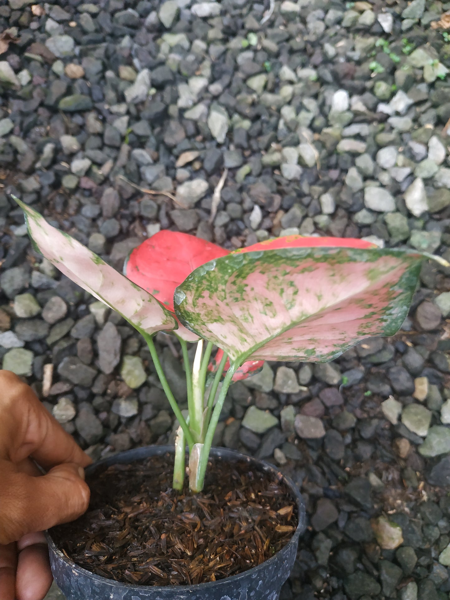Aglaonema dud anjamani, live aglaonema dud anjamani, live aglaonema dud anjamani plants, rare aglaonema dud anjamani, rare aglaonema dud anjamani live plants, tropical aglaonema dud anjamani live plants, wholesale aglaonema dud anjamani, outdoor plant, indoor plants, winter plants, summer plants, spring plants, houseplants, rare aglaonema dud anjamani live plants, live aglaonema dud anjamani rare plants