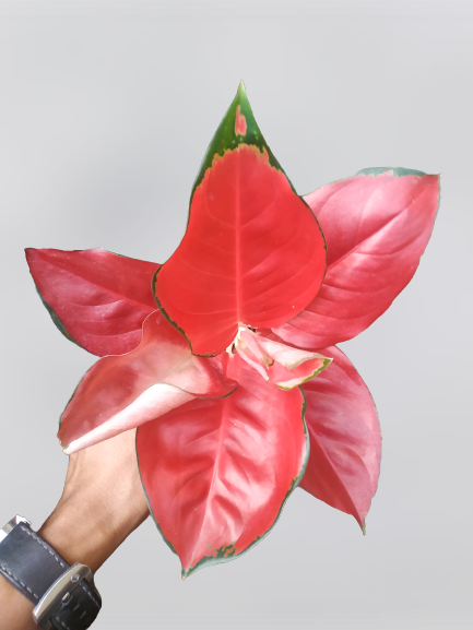 aglaonema, live aglaonema suksom jaipong, live aglaonema suksom jaipong plants, rare aglaonema suksom jaipong, rare aglaonema suksom jaipong live plants, tropical aglaonema suksom jaipong live plants, wholesale aglaonema suksom jaipong, outdoor plant, indoor plants, winter plants, summer plants, spring plants, houseplants, rare aglaone suksom jaipong plants, live aglaonema suksom jaipong rare plants