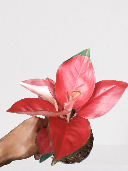 aglaonema, live aglaonema suksom jaipong, live aglaonema suksom jaipong plants, rare aglaonema suksom jaipong, rare aglaonema suksom jaipong live plants, tropical aglaonema suksom jaipong live plants, wholesale aglaonema suksom jaipong, outdoor plant, indoor plants, winter plants, summer plants, spring plants, houseplants, rare aglaone suksom jaipong plants, live aglaonema suksom jaipong rare plants