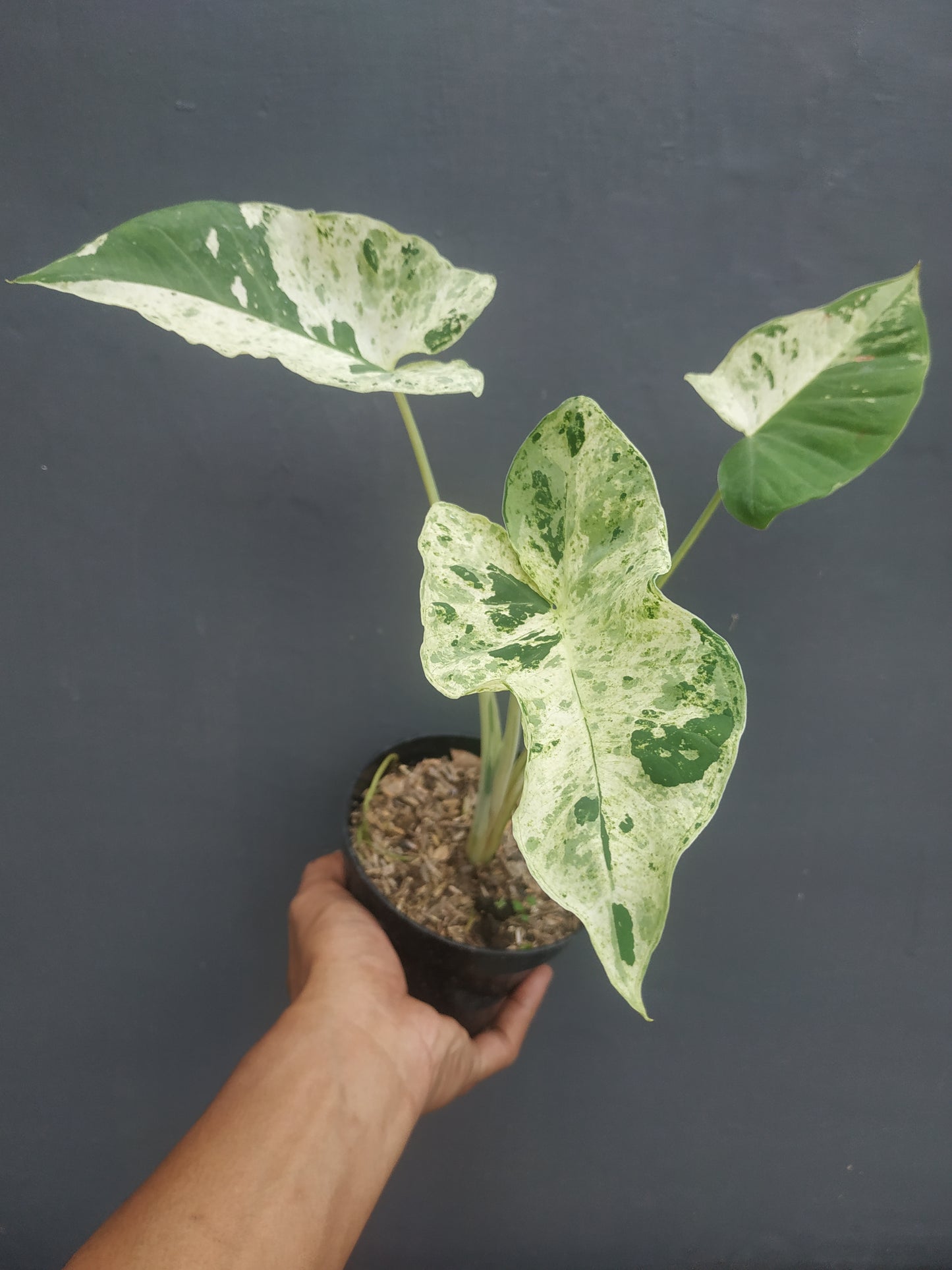 Xanthosoma Sagittifolium Marble Variegated