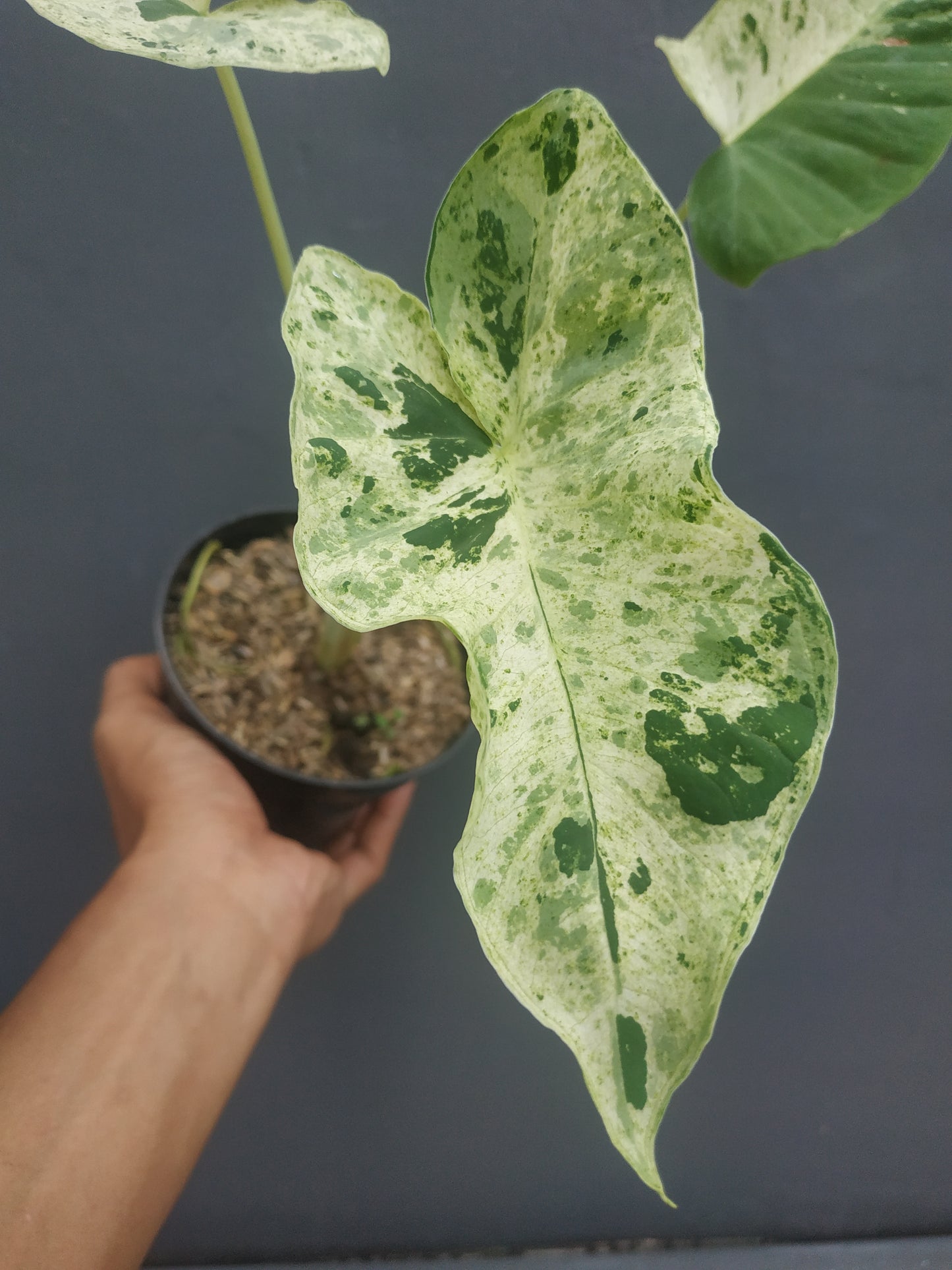 Xanthosoma Sagittifolium Marble Variegated