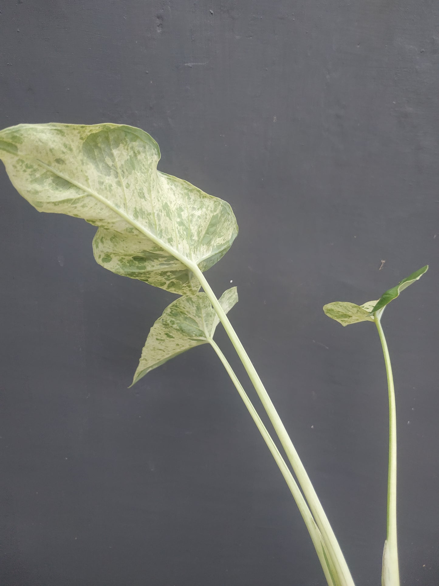 Xanthosoma Sagittifolium Marble Variegated