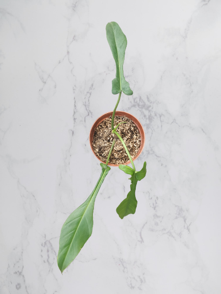 Philodendron Joepii