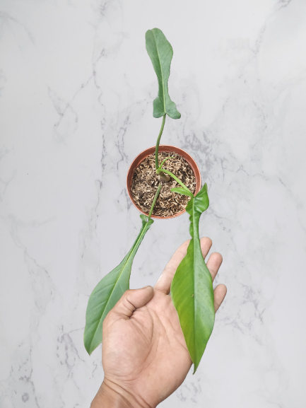 Philodendron Joepii