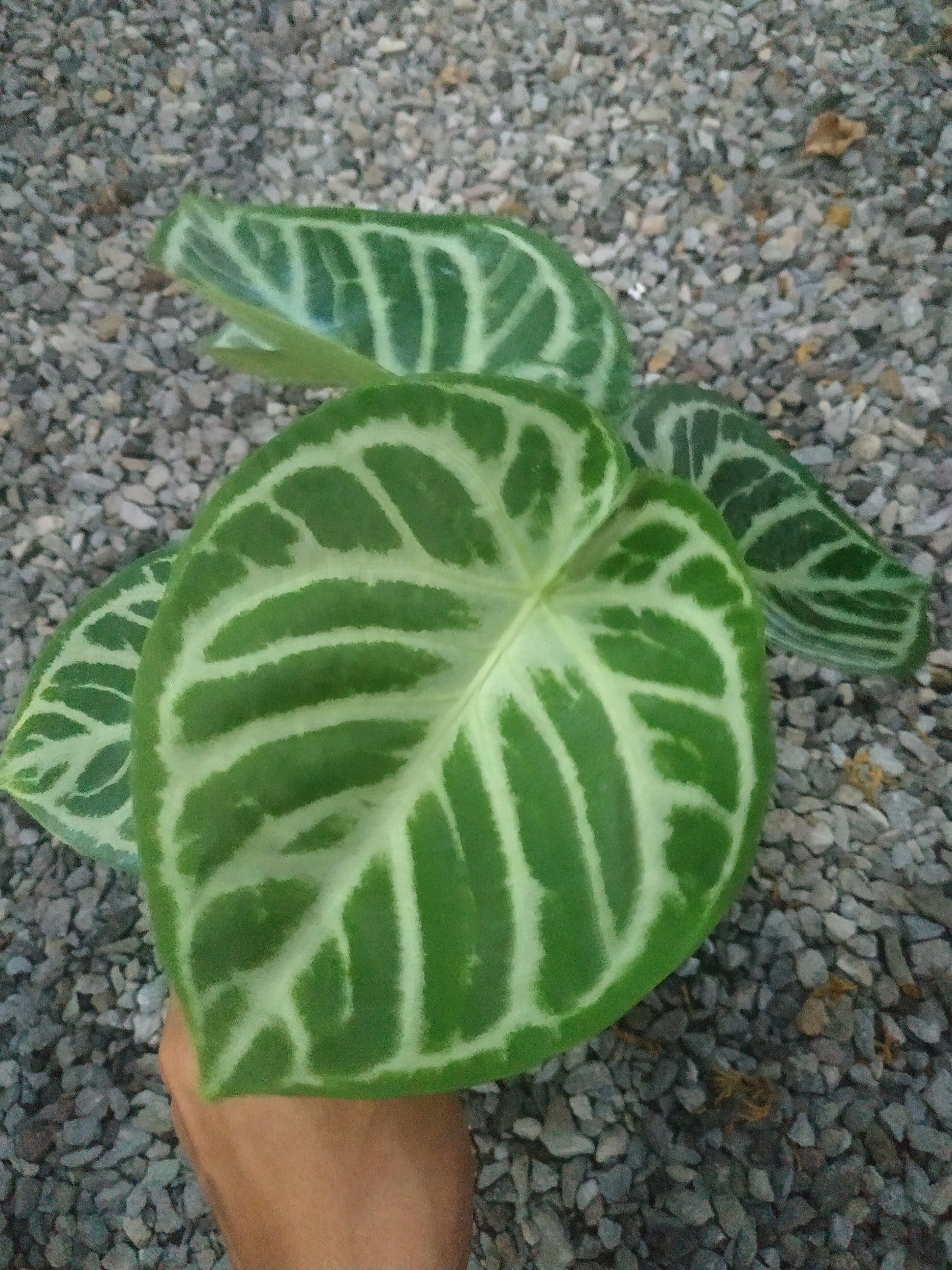 anthurium, live anthurium dorayaki, live anthurium dorayaki plants, rare anthurium dorayaki, rare anthurium dorayaki live plants, tropical anthurium dorayaki live plants, wholesale anthurium dorayaki, outdoor plant, indoor plants, winter plants, summer plants, spring plants, houseplants, rare anthurium dorayaki plants, live anthurium dorayaki rare plants