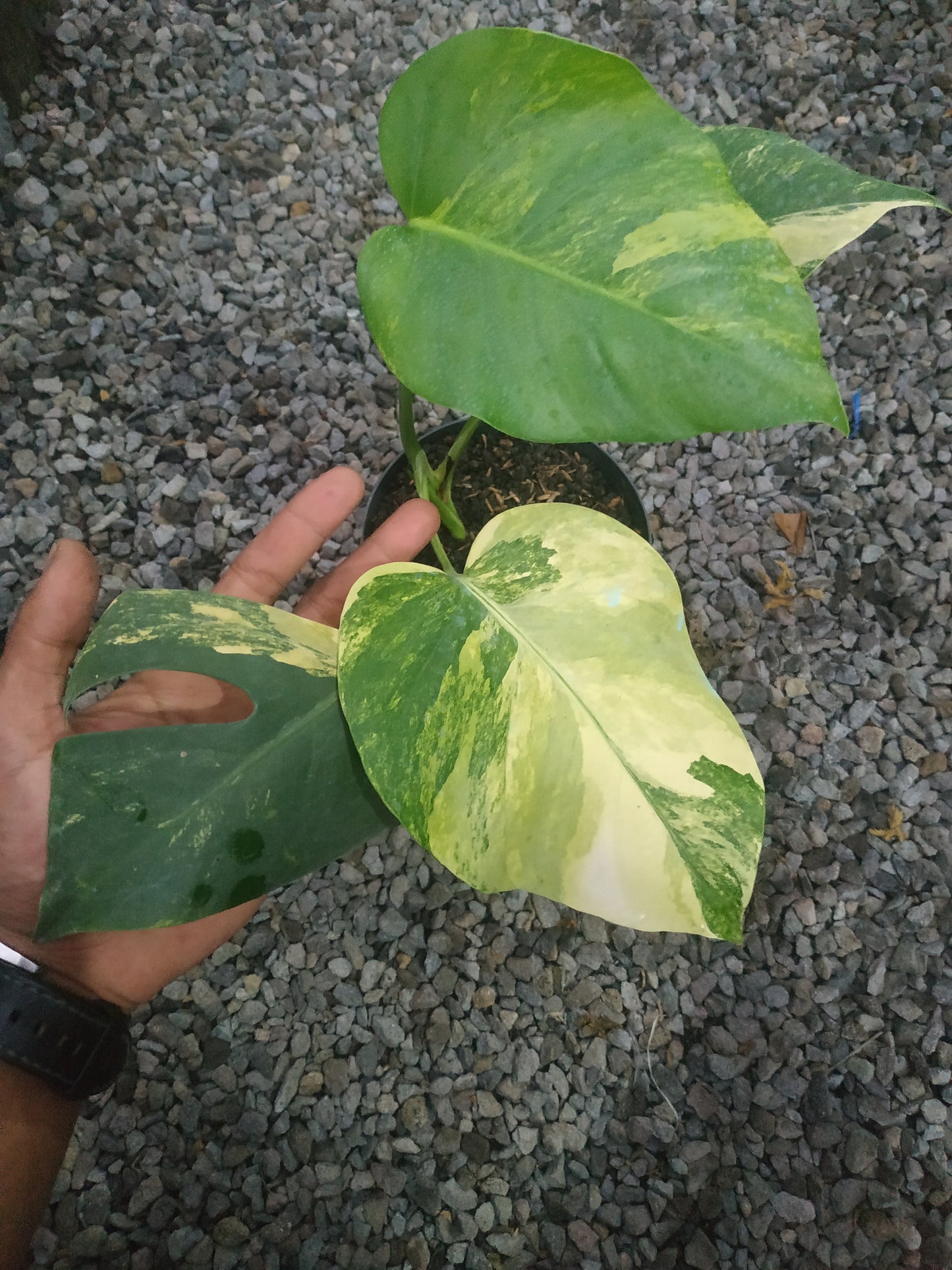 Monstera Deliciosa Marmorata Aurea Yellow Variegated