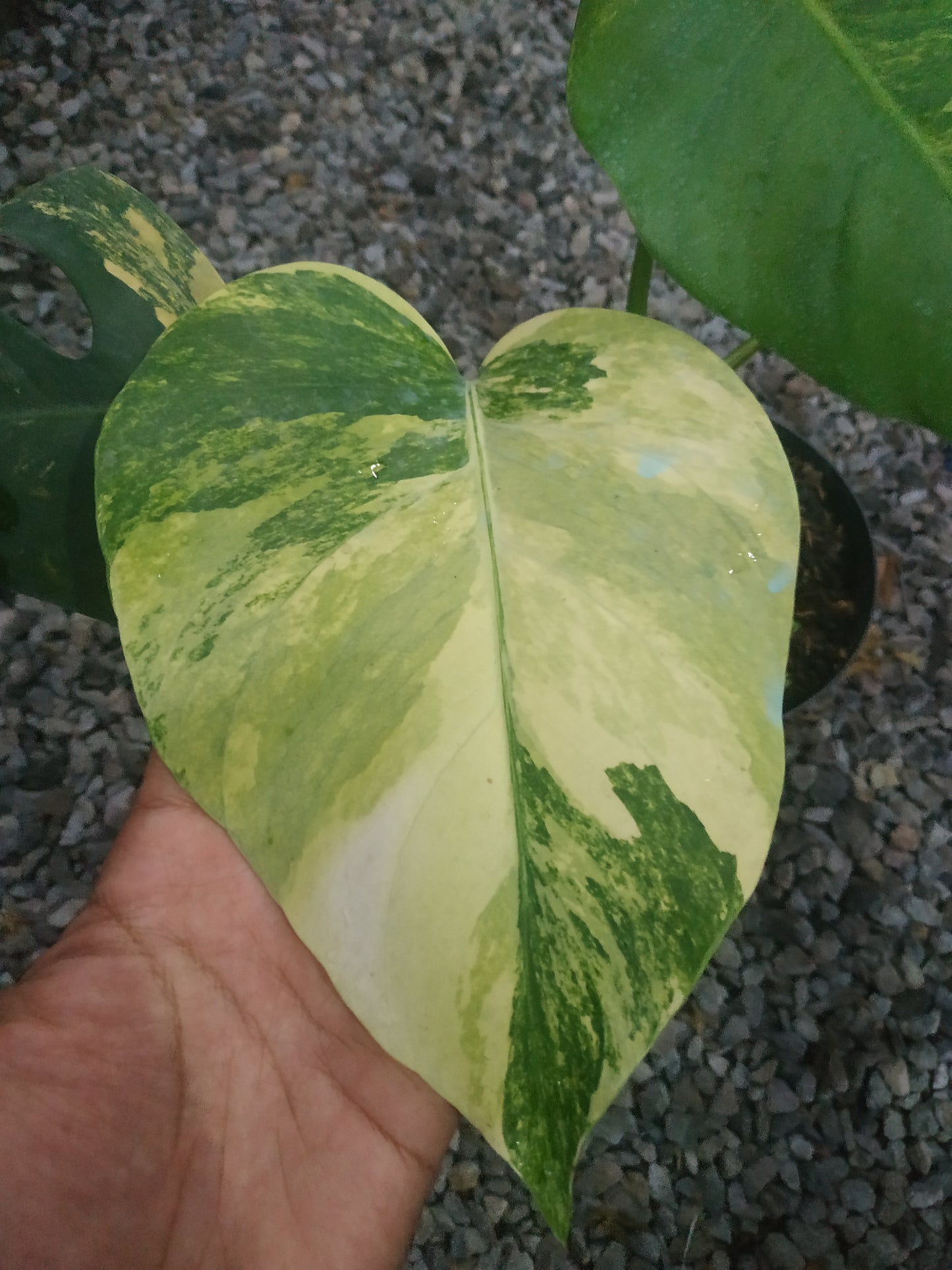 Monstera Deliciosa Marmorata Aurea Yellow Variegated