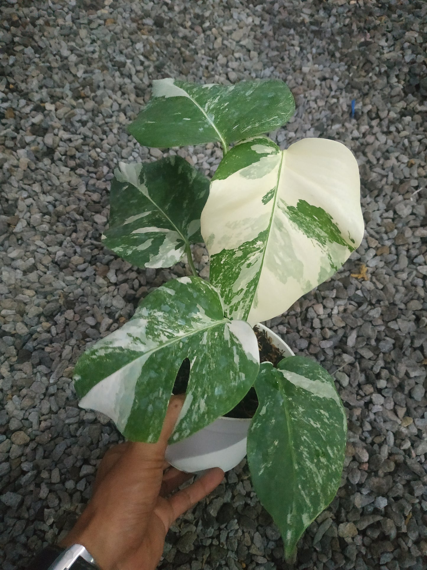 Monstera Deliciosa Marble Variegated