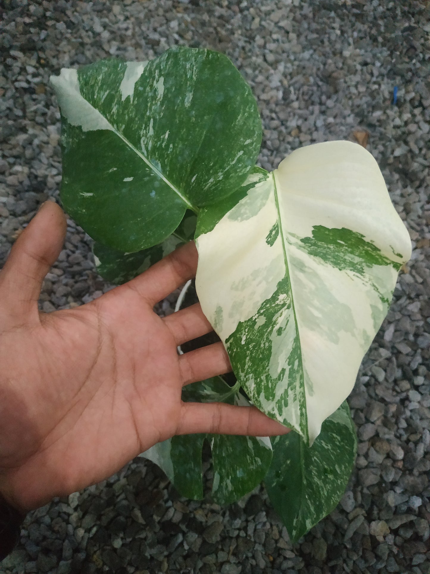 Monstera Deliciosa Marble Variegated