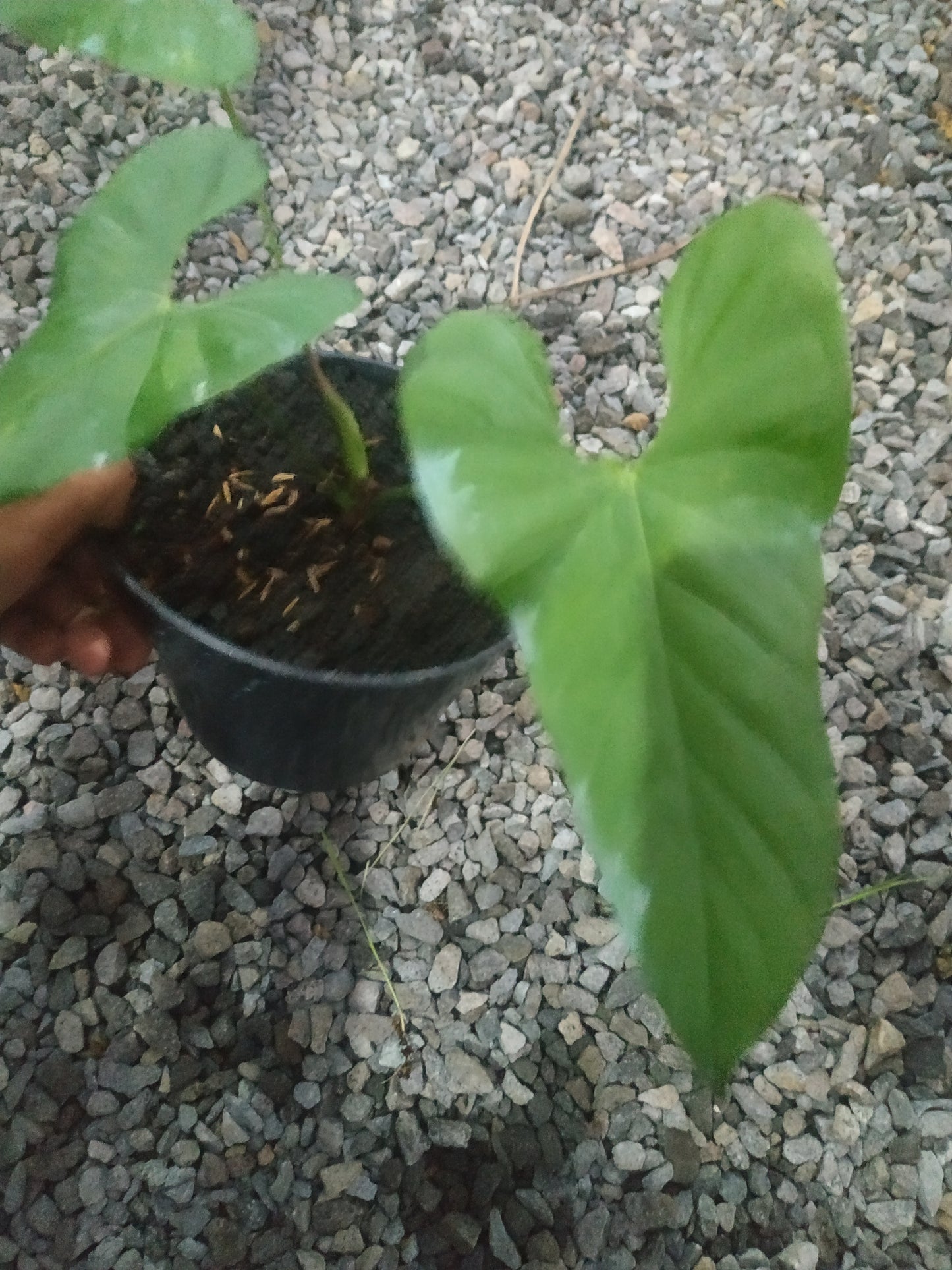 anthurium, live anthurium balaoanum, live anthurium balaoanum plants, rare anthurium balaoanum, rare anthurium balaoanum live plants, tropical anthurium balaoanum live plants, wholesale anthurium balaoanum, outdoor plant, indoor plants, winter plants, summer plants, spring plants, houseplants, rare anthurium balaoanum plants, live anthurium balaoanum rare plants
