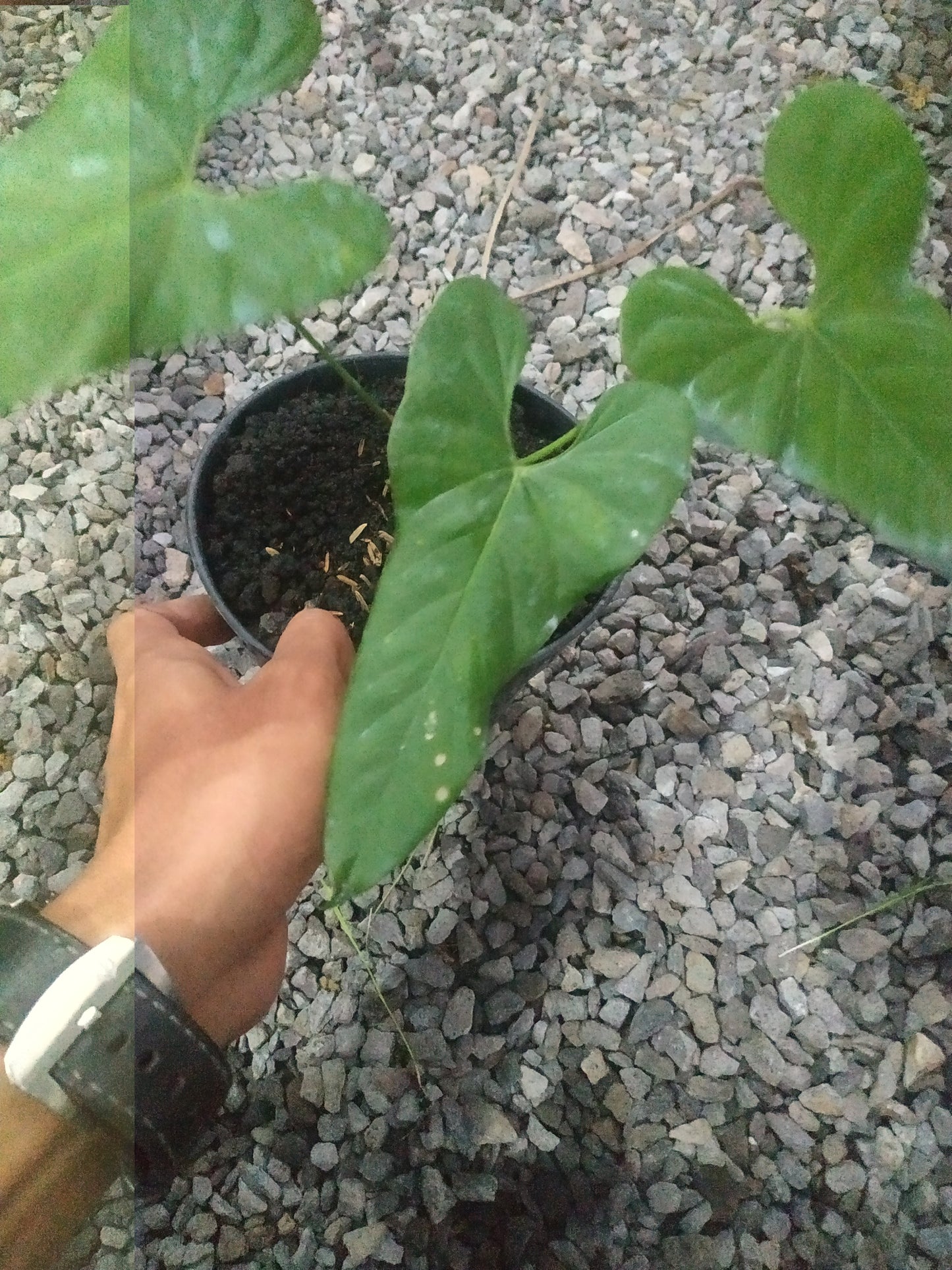 anthurium, live anthurium balaoanum, live anthurium balaoanum plants, rare anthurium balaoanum, rare anthurium balaoanum live plants, tropical anthurium balaoanum live plants, wholesale anthurium balaoanum, outdoor plant, indoor plants, winter plants, summer plants, spring plants, houseplants, rare anthurium balaoanum plants, live anthurium balaoanum rare plants