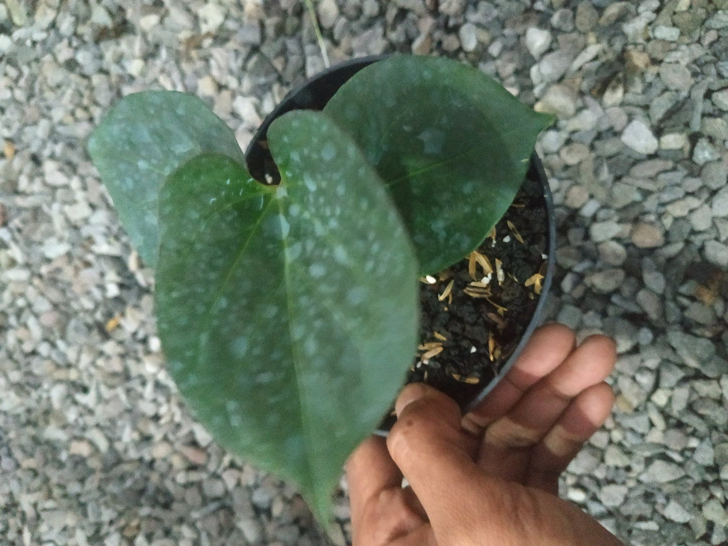 anthurium, live anthurium king of spades, live anthurium king of spades plants, rare anthurium king of spades, rare anthurium king of spades live plants, tropical anthurium king of spades live plants, wholesale anthurium king of spades, outdoor plant, indoor plants, winter plants, summer plants, spring plants, houseplants, rare anthurium king of spades plants, live anthurium king of spades rare plants