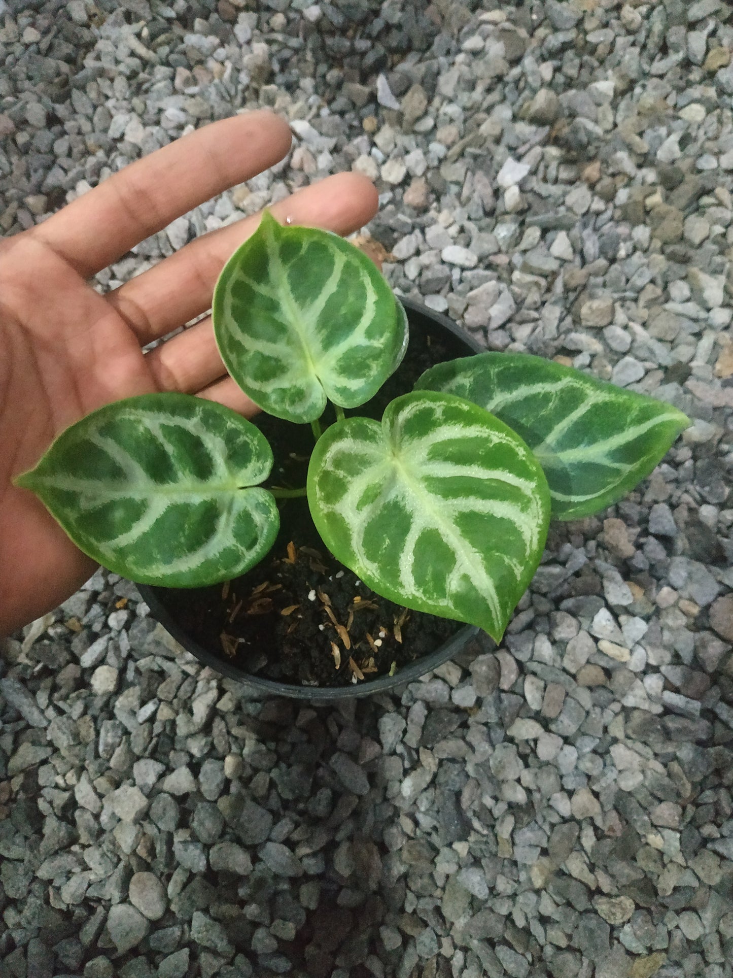anthurium, live anthurium dorayaki, live anthurium dorayaki plants, rare anthurium dorayaki, rare anthurium dorayaki live plants, tropical anthurium dorayaki live plants, wholesale anthurium dorayaki, outdoor plant, indoor plants, winter plants, summer plants, spring plants, houseplants, rare anthurium dorayaki plants, live anthurium dorayaki rare plants