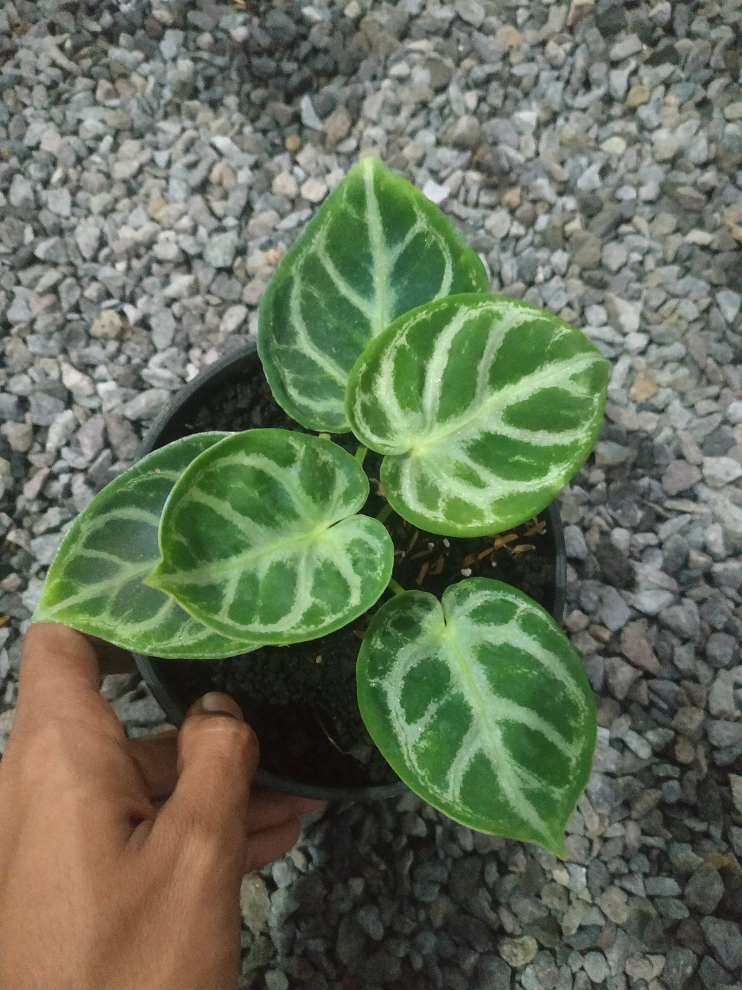 anthurium, live anthurium dorayaki, live anthurium dorayaki plants, rare anthurium dorayaki, rare anthurium dorayaki live plants, tropical anthurium dorayaki live plants, wholesale anthurium dorayaki, outdoor plant, indoor plants, winter plants, summer plants, spring plants, houseplants, rare anthurium dorayaki plants, live anthurium dorayaki rare plants