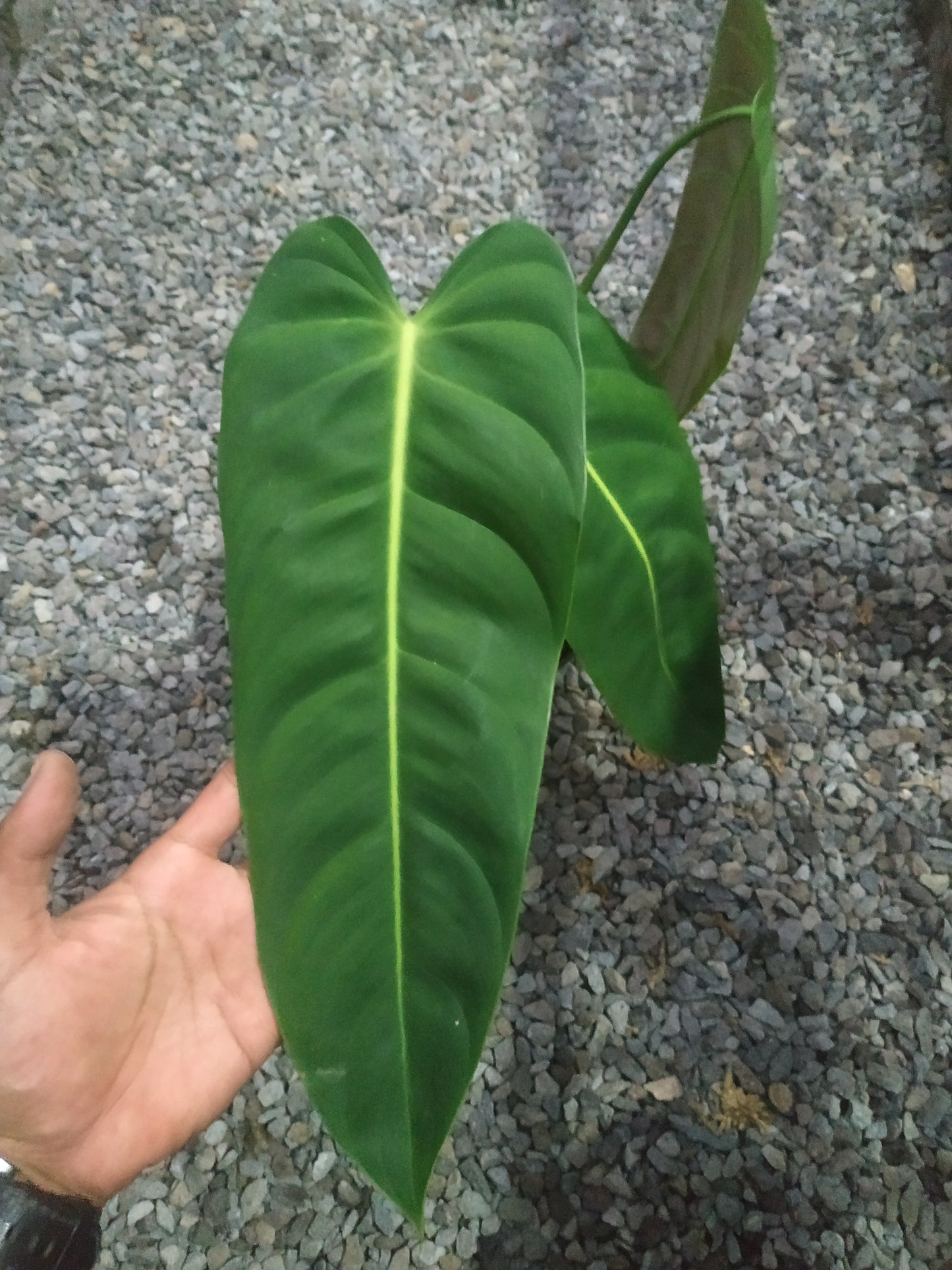 Philodendron Esmeraldense