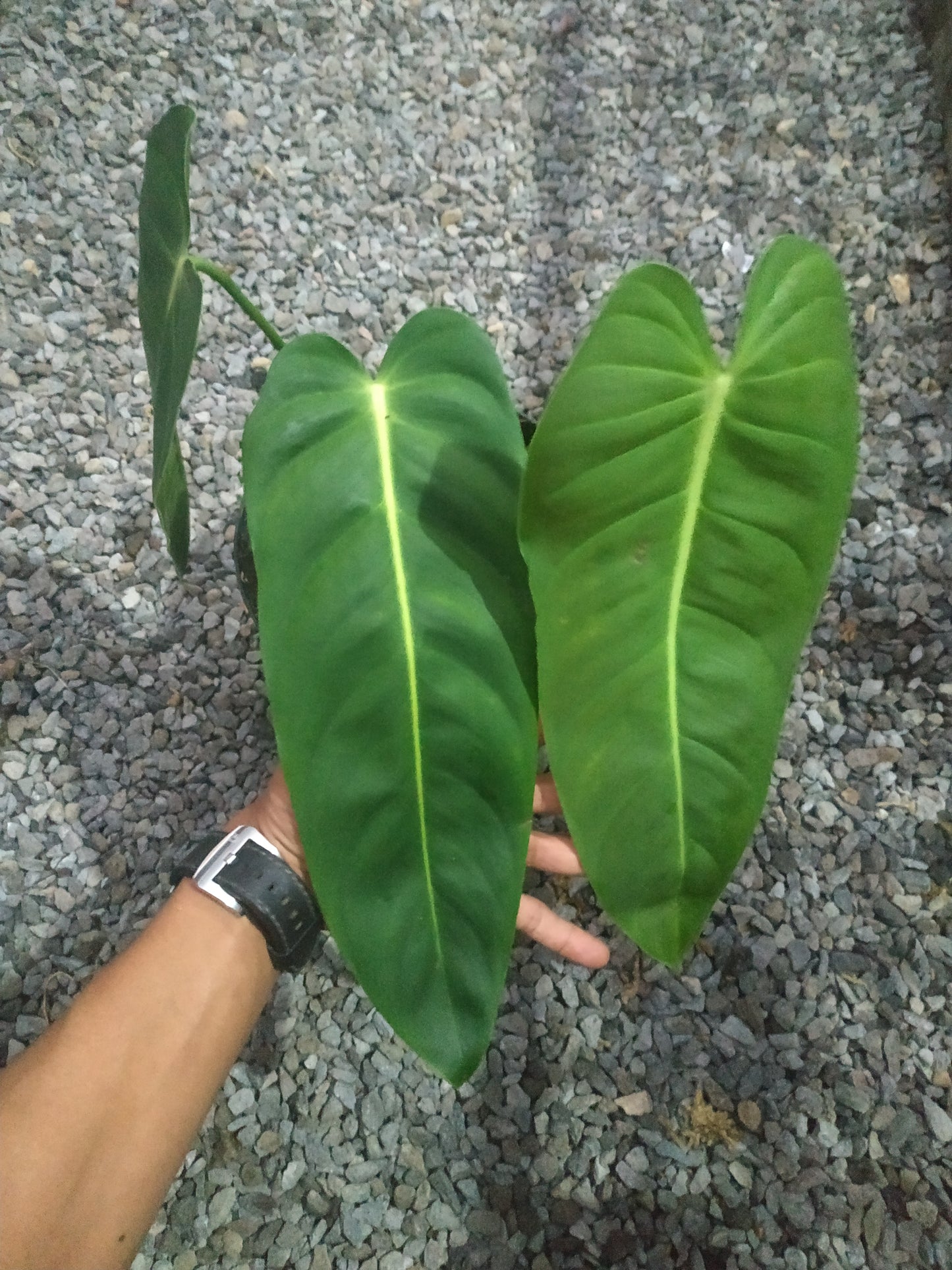 Philodendron Esmeraldense