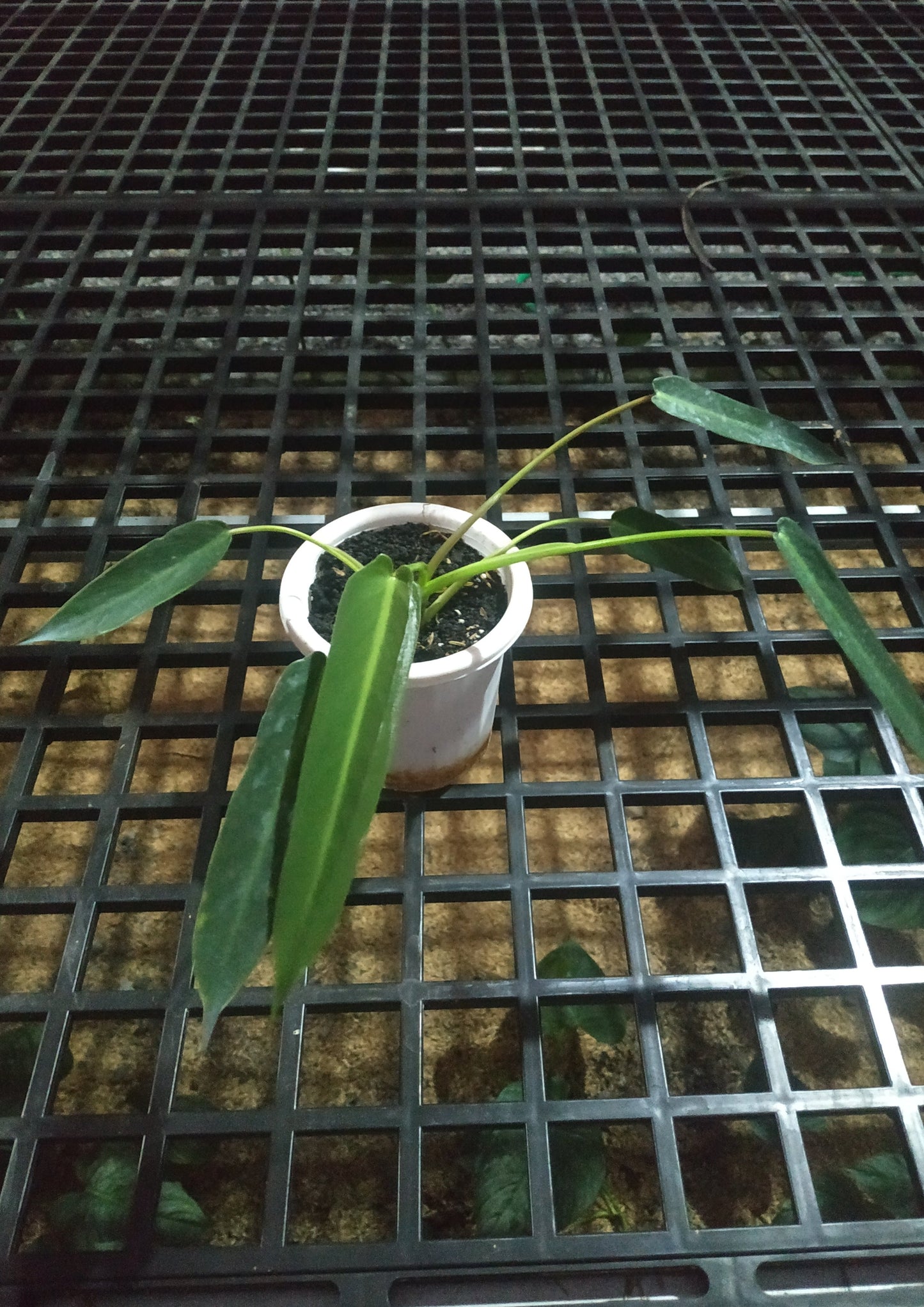 Philodendron Spiritus Sancti