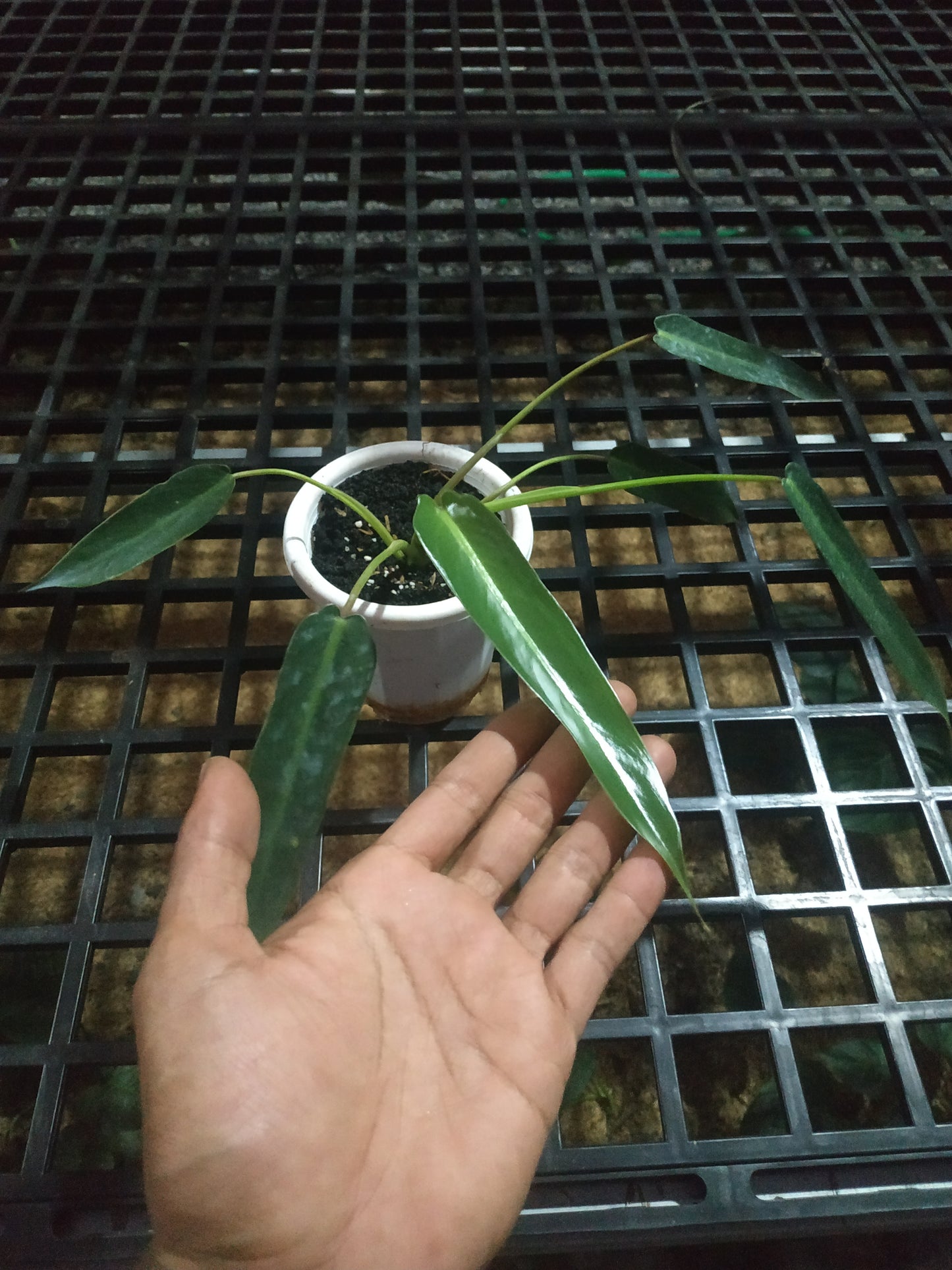 Philodendron Spiritus Sancti