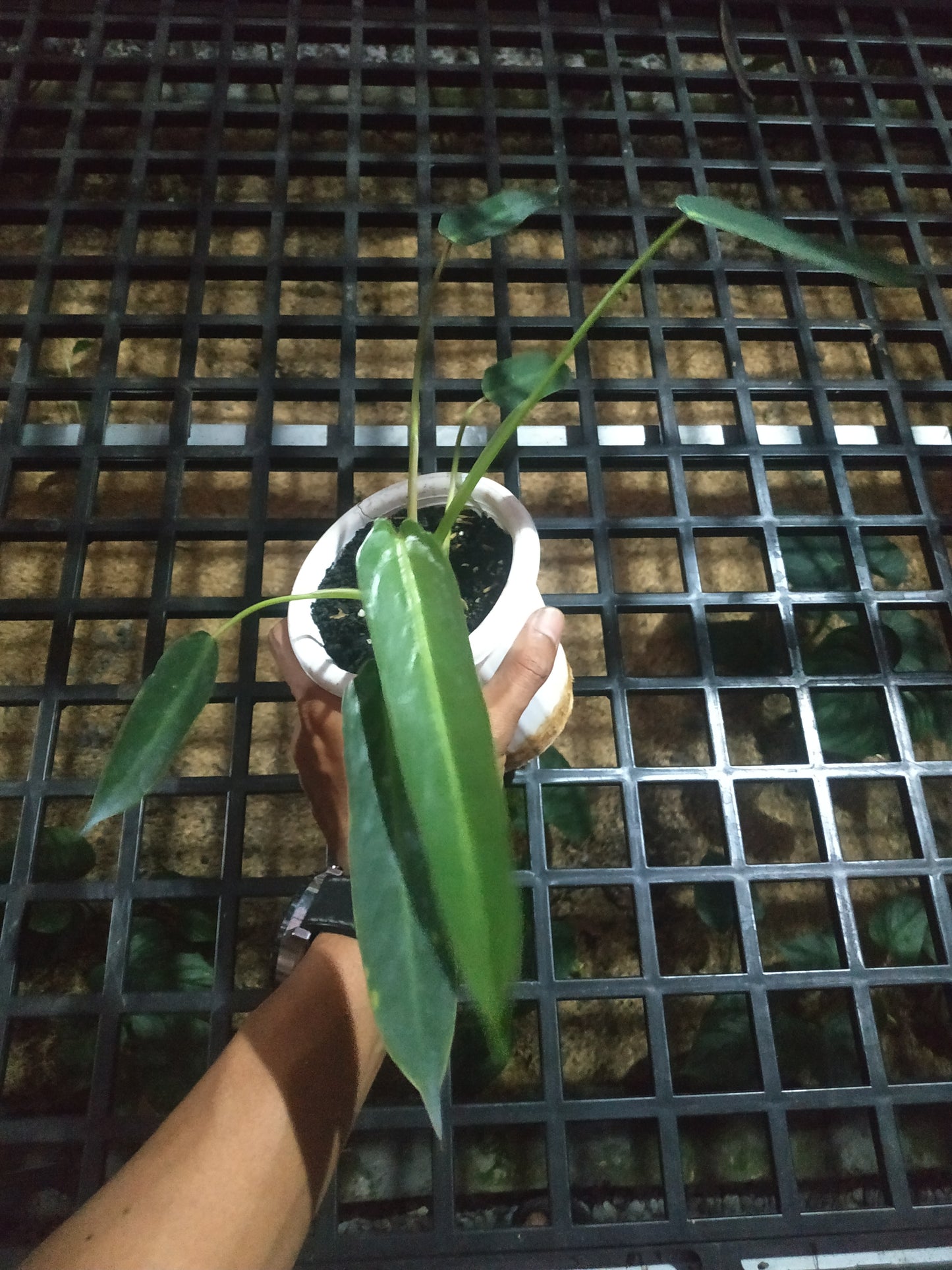Philodendron Spiritus Sancti