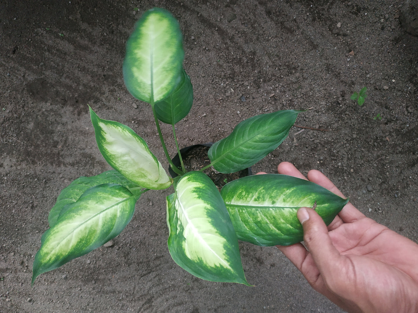 Dieffenbachia Camille