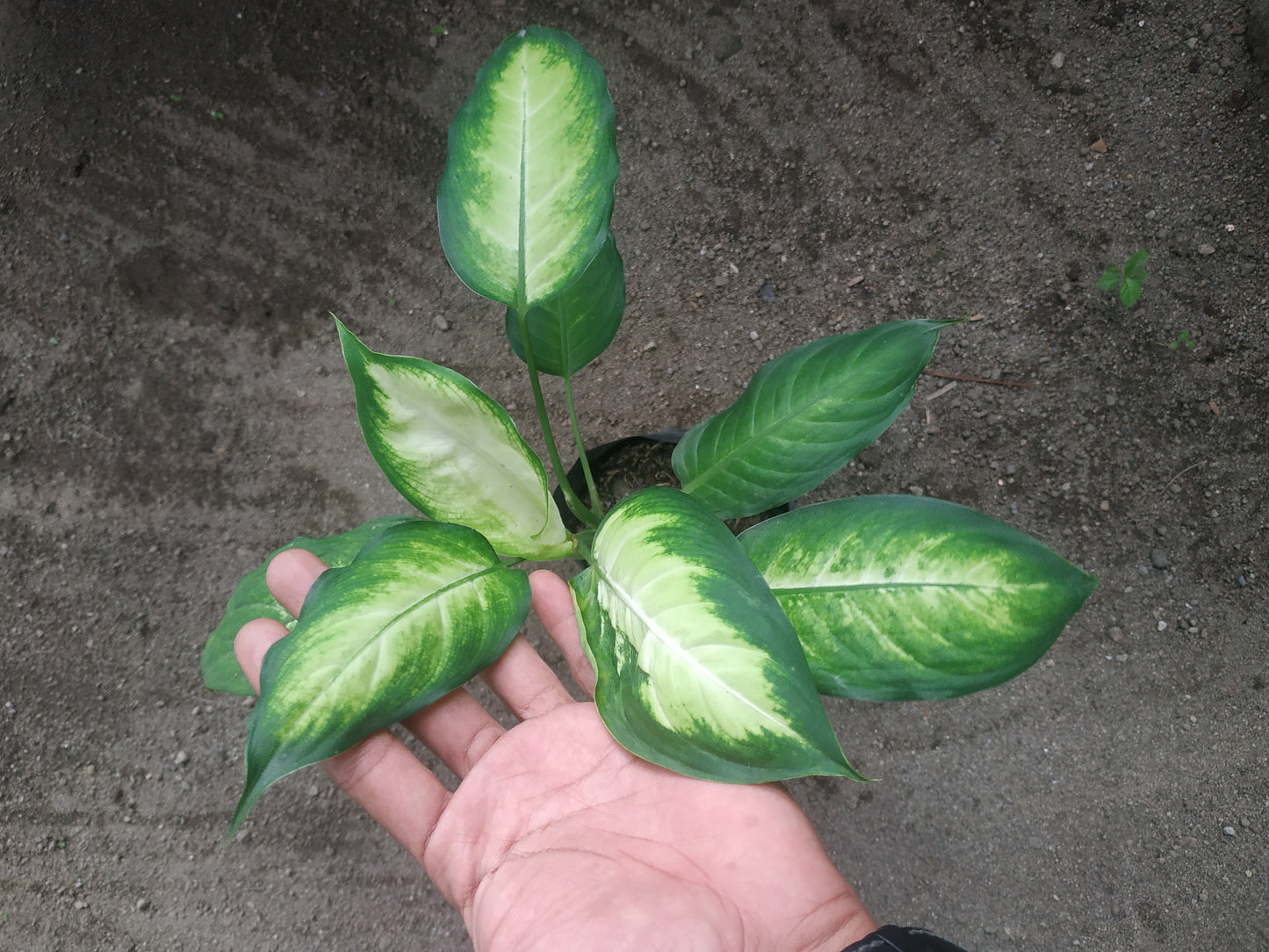 Dieffenbachia Camille