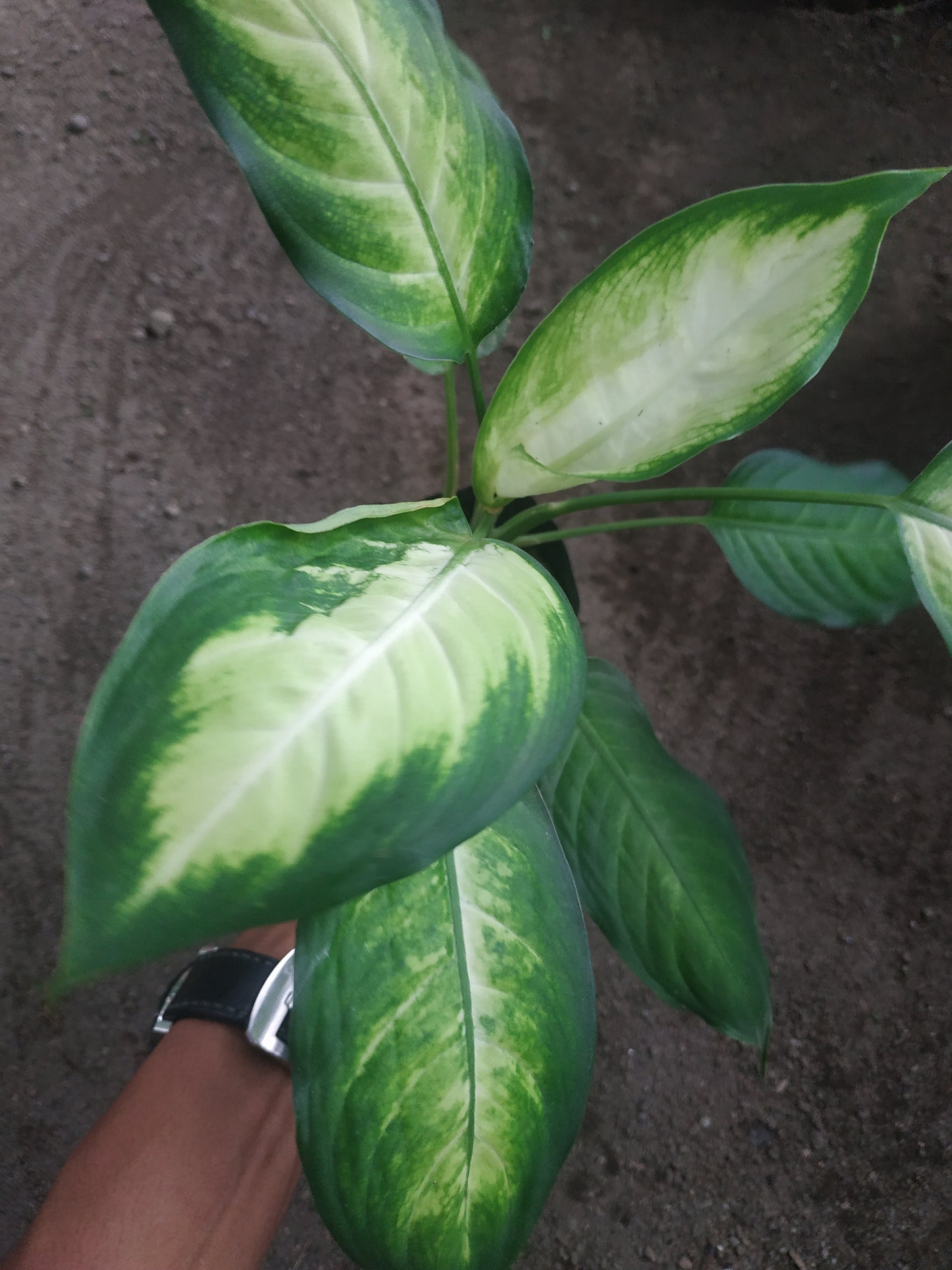 Dieffenbachia Camille