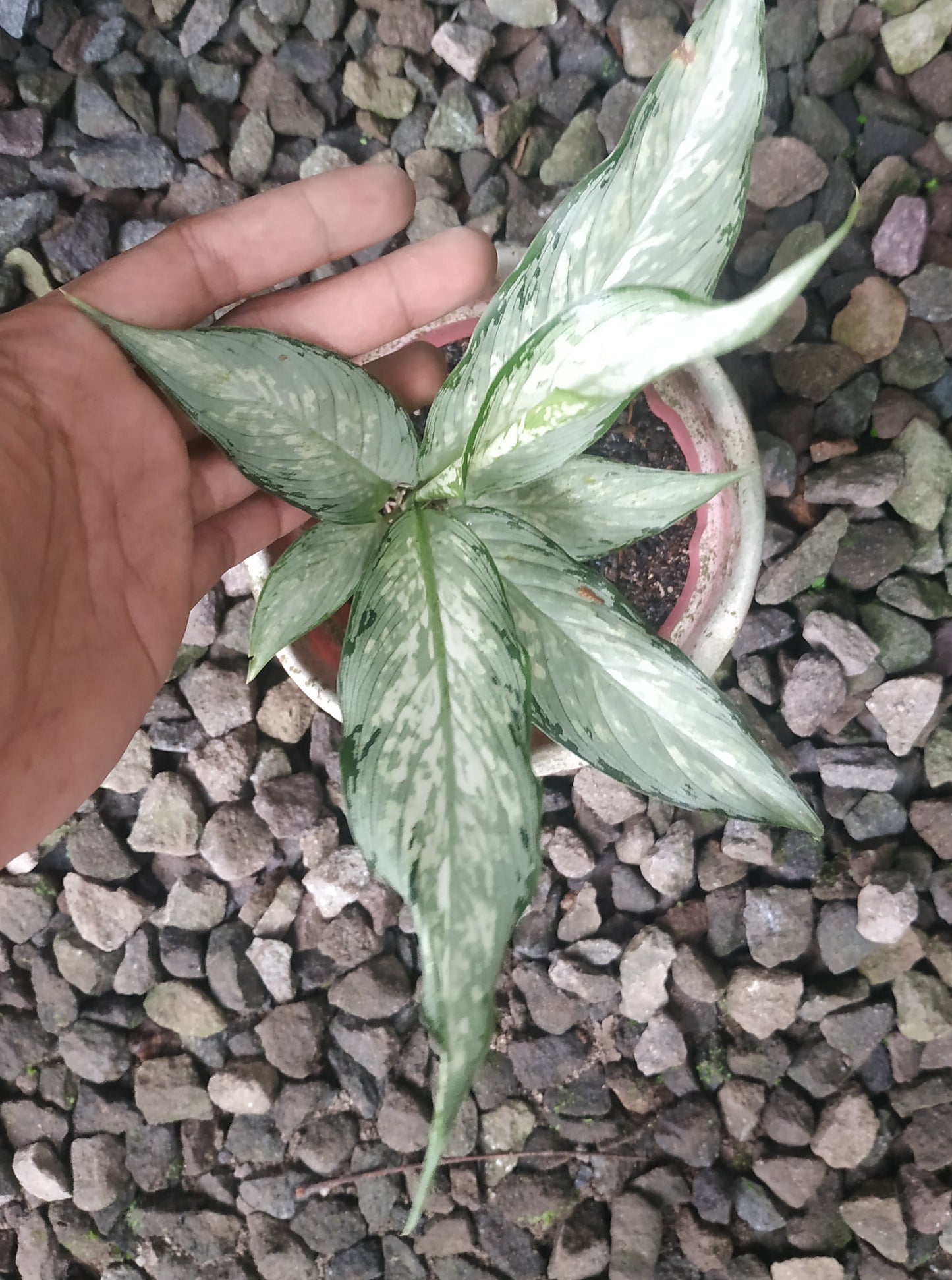 Dieffenbachia, dieffenbachia tiki, rare dieffenbachia tiki plants, tropical dieffenbachia tiki live plants, wholesale dieffenbachia tiki, outdoor plant, indoor plants, winter plants, summer plants, spring plants, houseplants, rare dieffenbachia tiki plants, live dieffenbachia tiki variegated rare plants