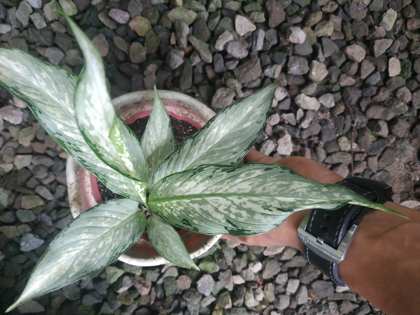 Dieffenbachia, dieffenbachia tiki, rare dieffenbachia tiki plants, tropical dieffenbachia tiki live plants, wholesale dieffenbachia tiki, outdoor plant, indoor plants, winter plants, summer plants, spring plants, houseplants, rare dieffenbachia tiki plants, live dieffenbachia tiki variegated rare plants