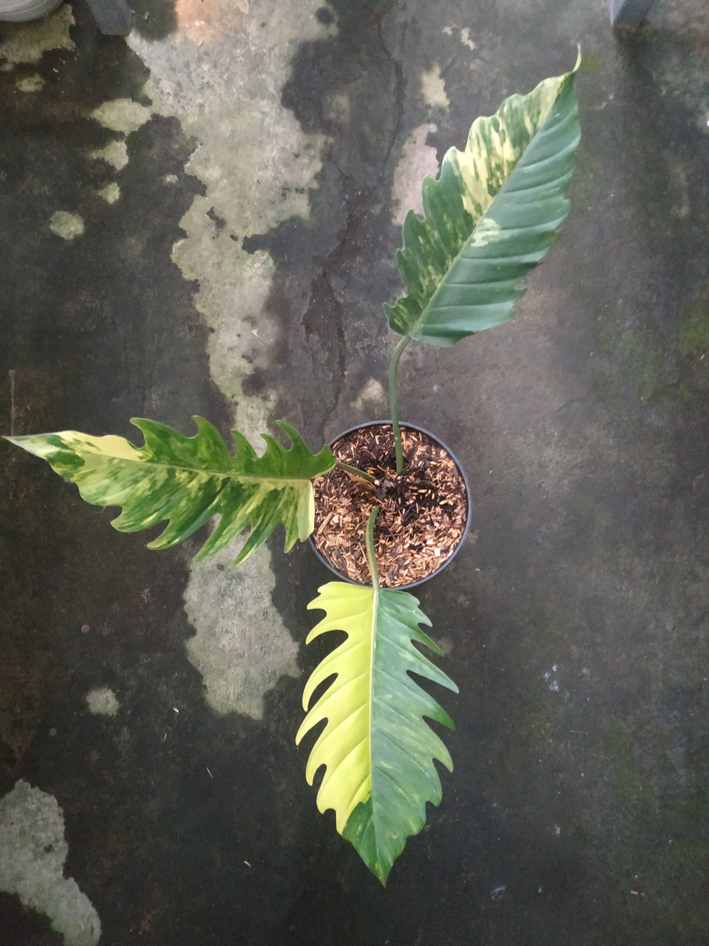 Philodendron Caramel Marble Variegated