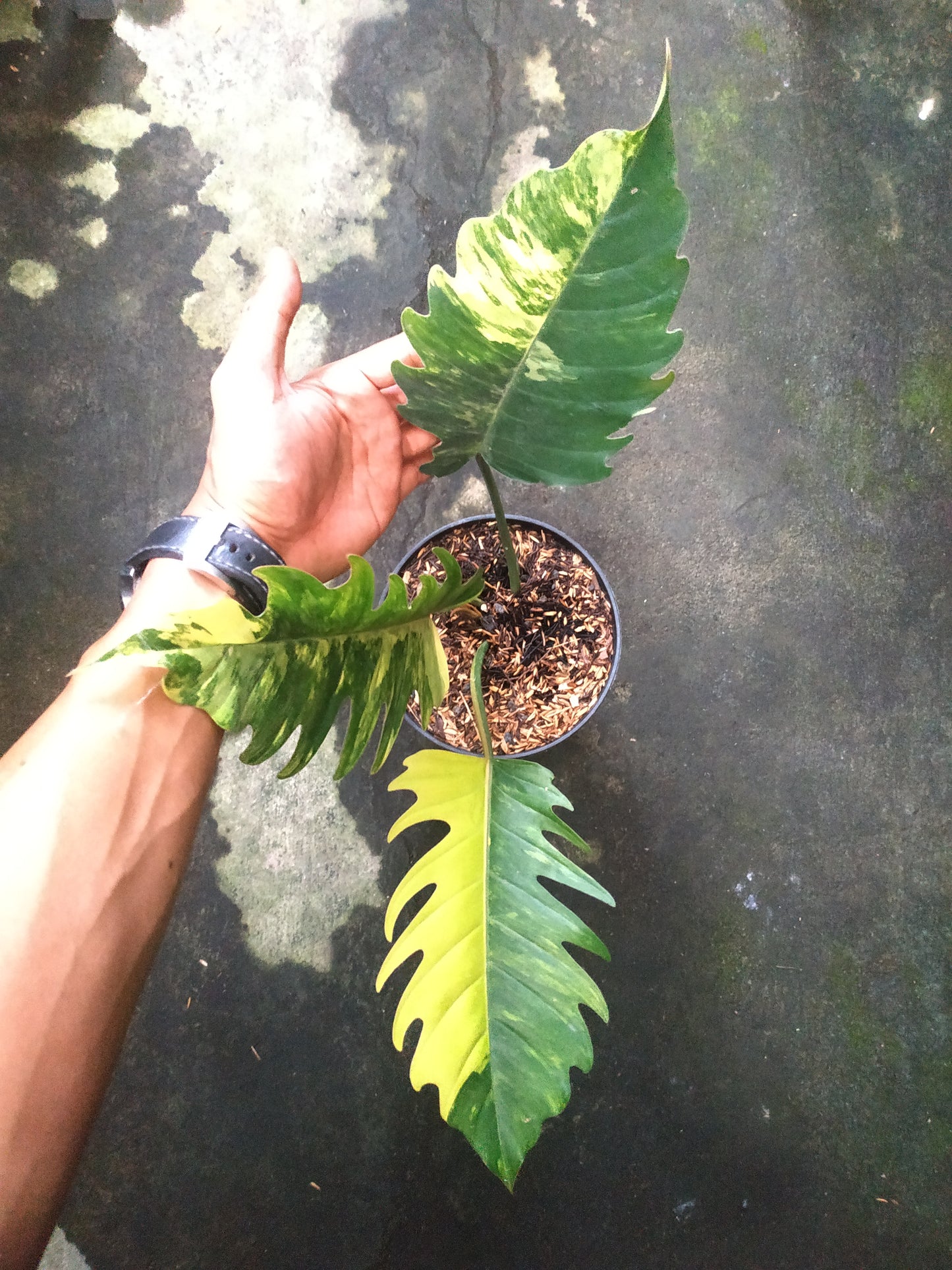 Philodendron caramel marble variegated,philodendron,rare philodendron,foliage,variegated philodendron,indoor garden,variegated plants,variegated