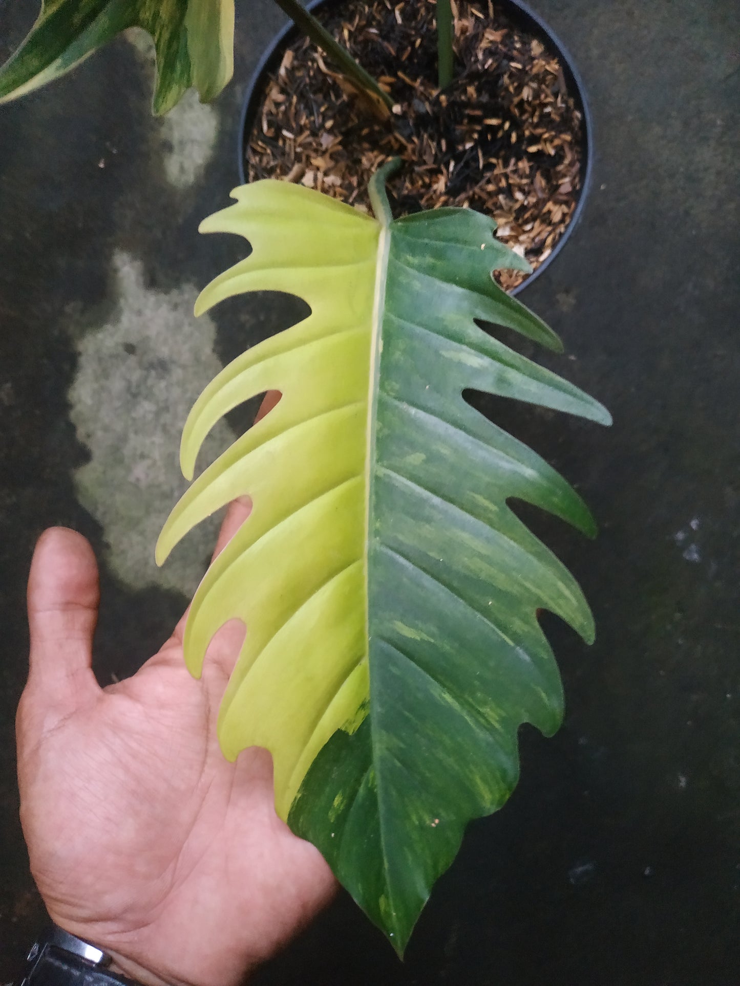 Philodendron Caramel Marble Variegated