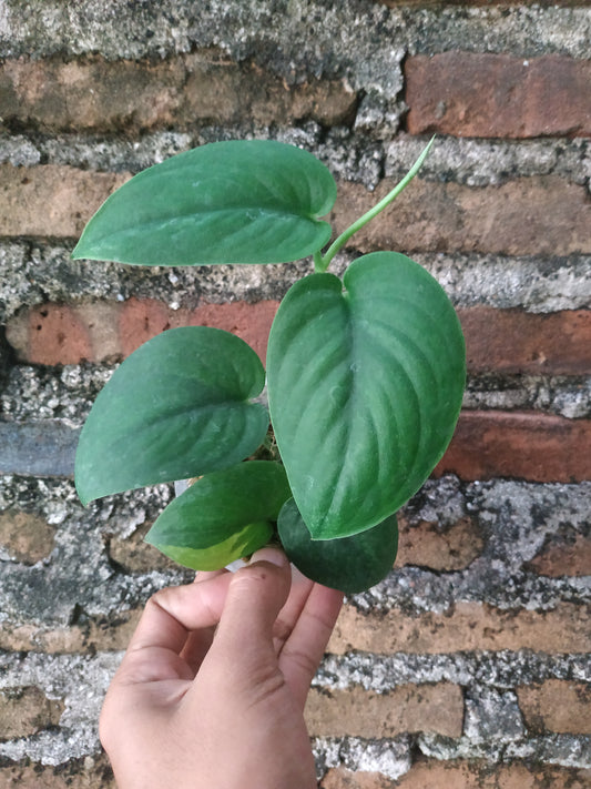 Scindapsus Jade Satin