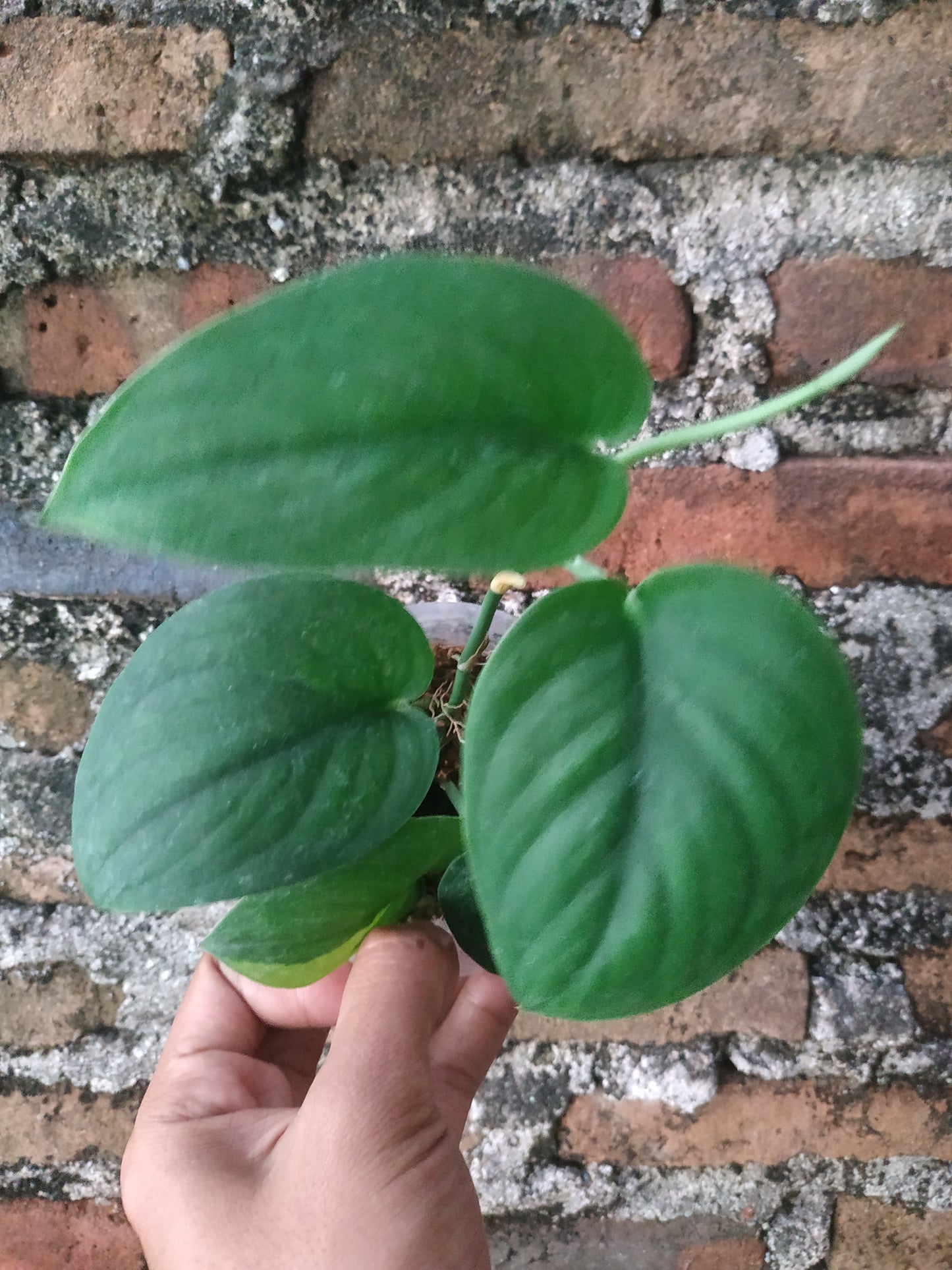 Scindapsus Jade Satin