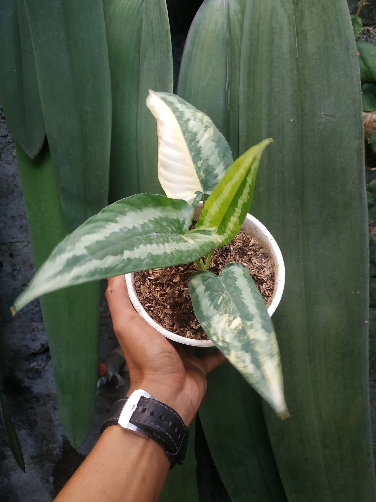 Schismatoglottis Wallichii Variegated