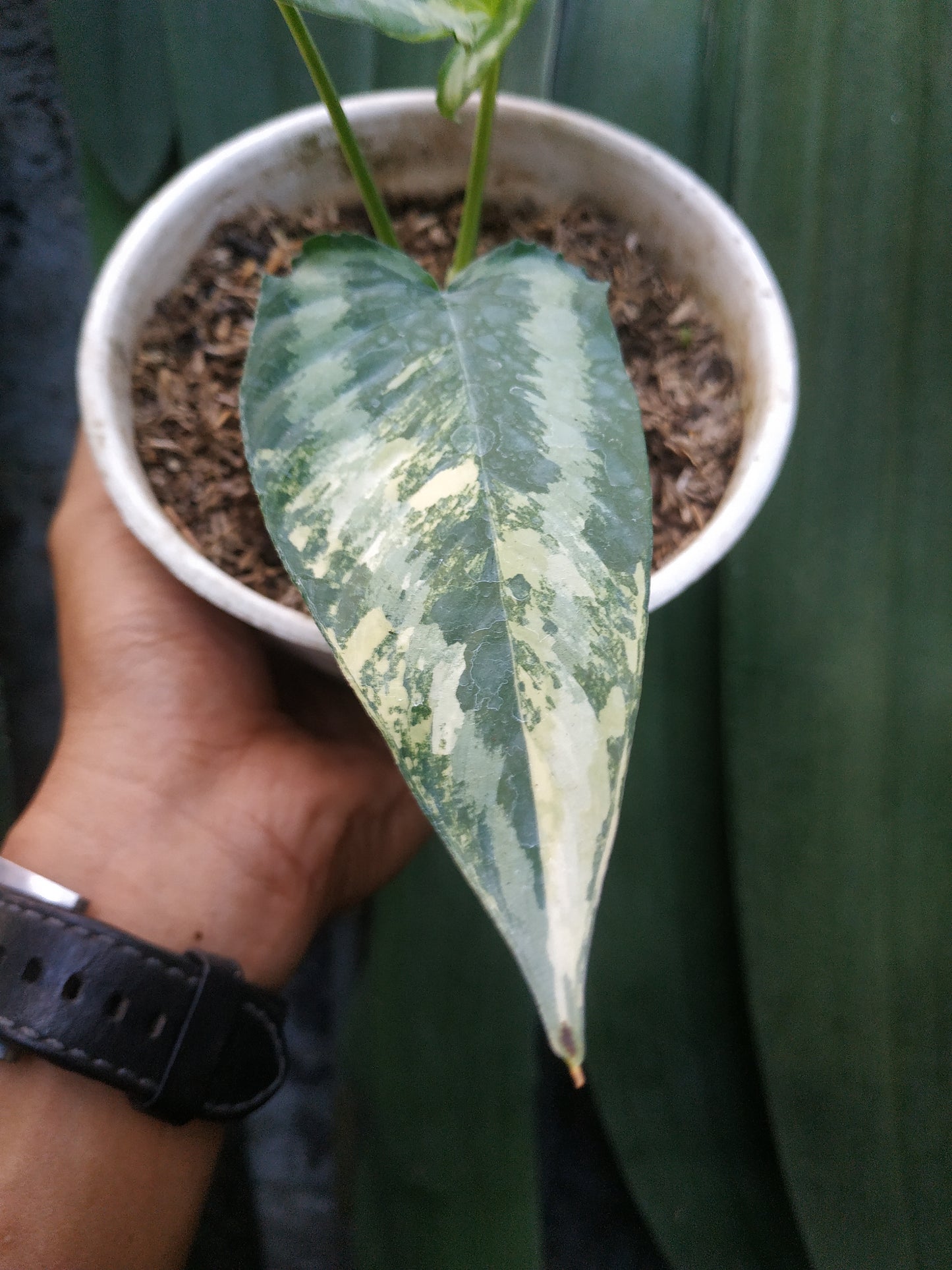 Schismatoglottis Wallichii Variegated