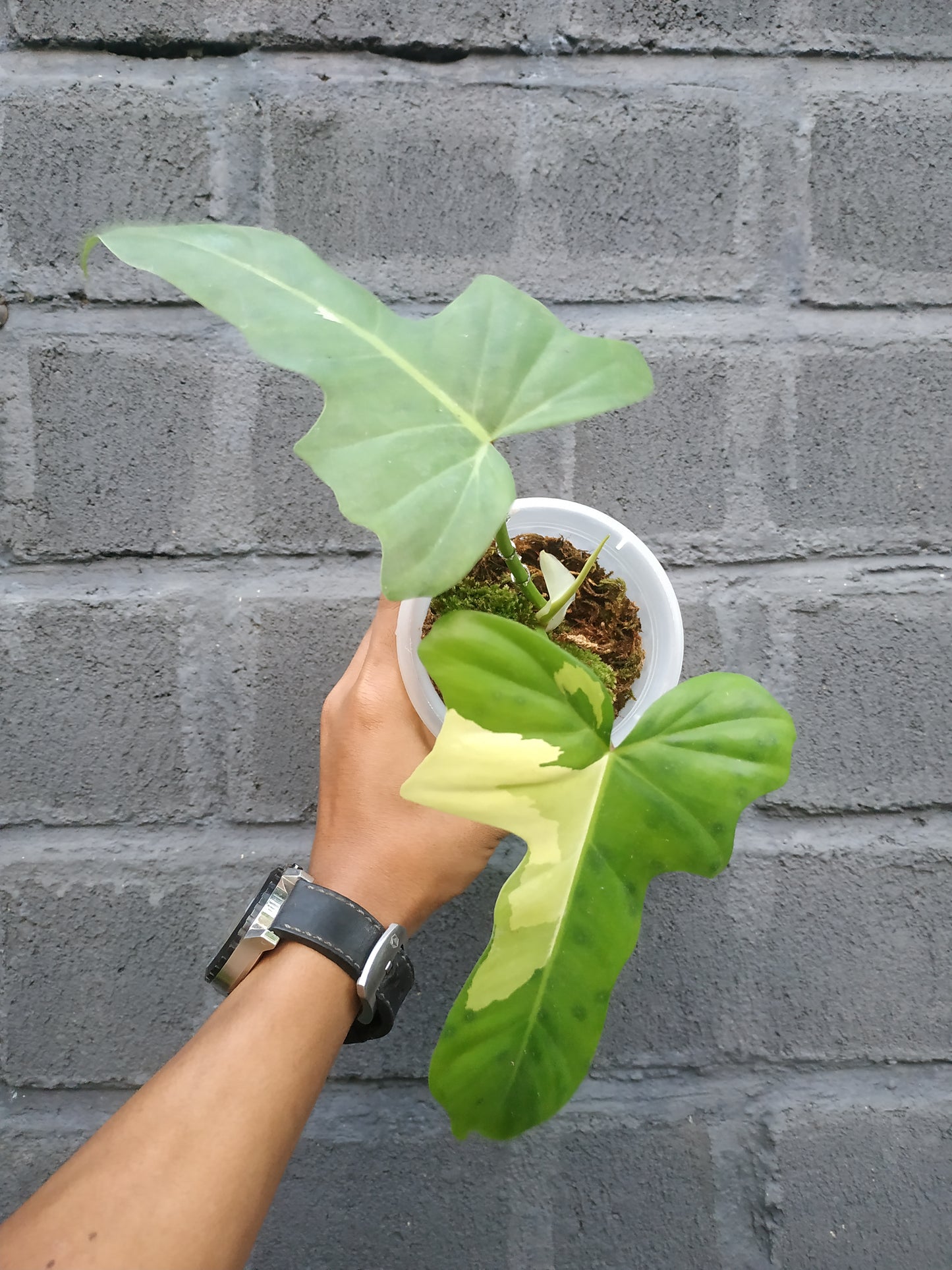 Philodendron Golden Dragon Albo Variegated