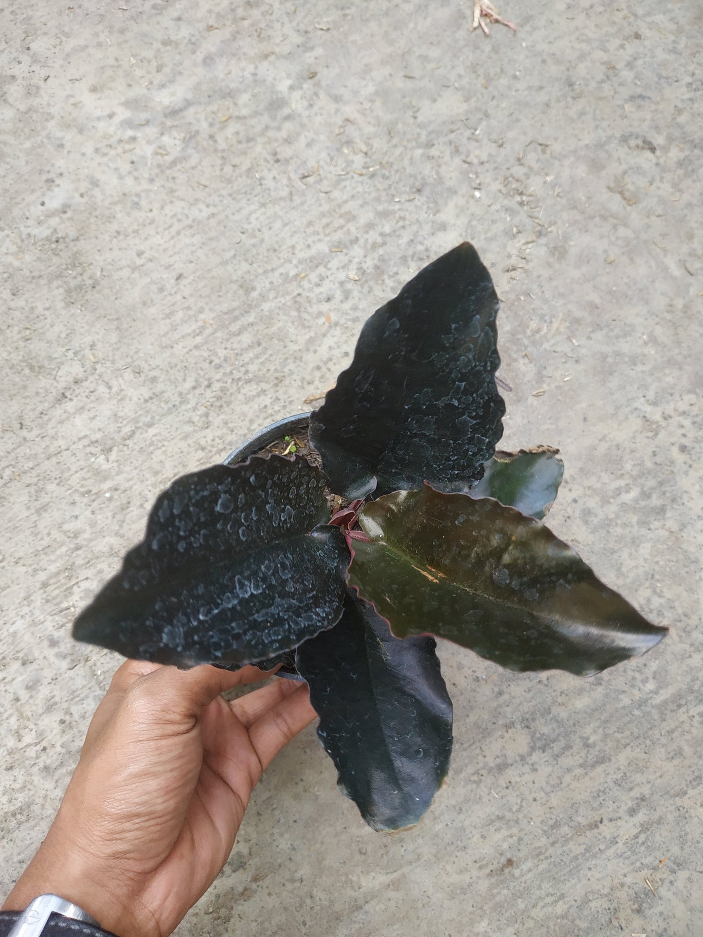 Schismatoglottis Black Metalic